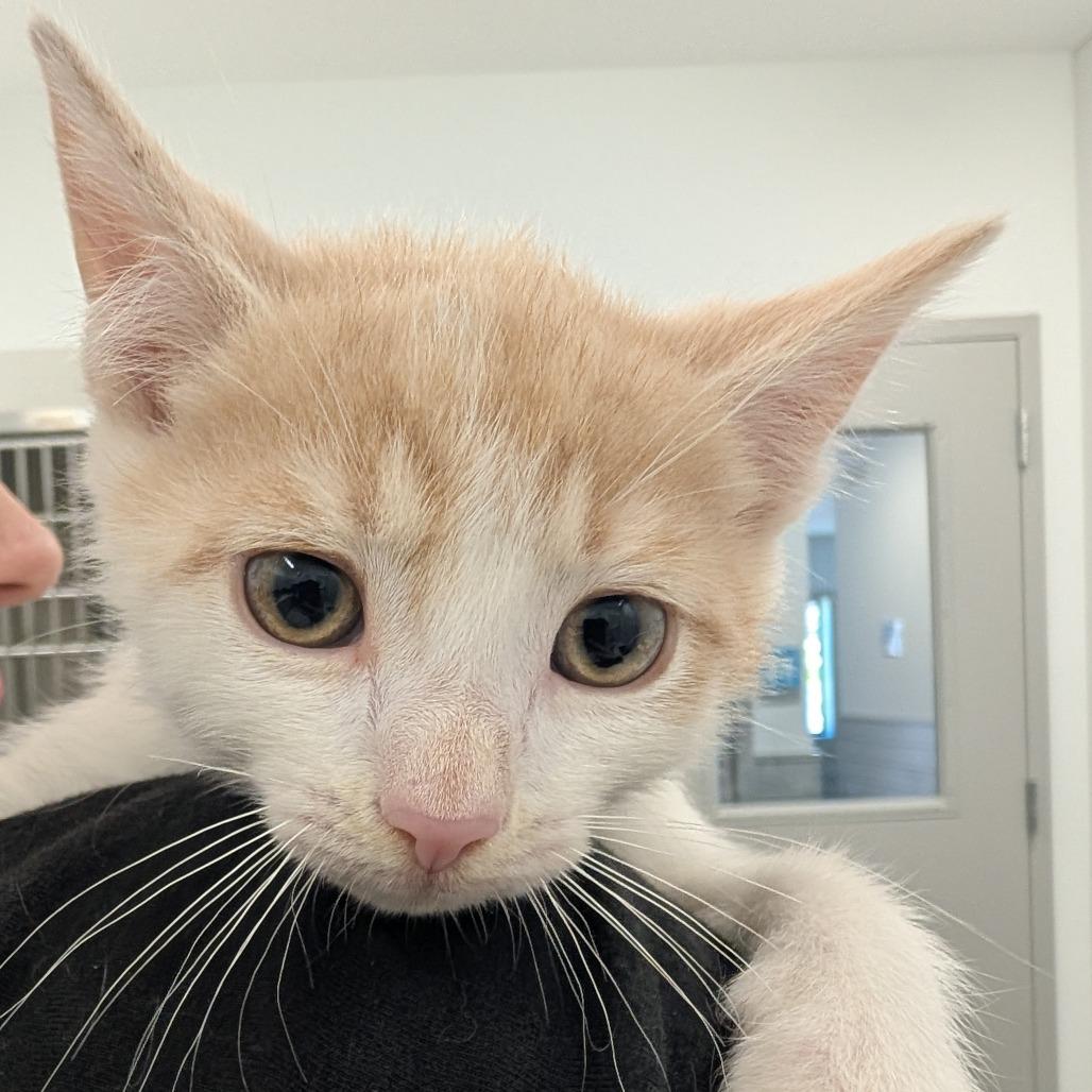 Brad, a Adoptable Domestic Short Hair in Winston Salem, NC image 6/6