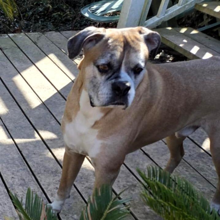 Rico, a Adoptable Boxer in Tallahassee, FL image 1/5