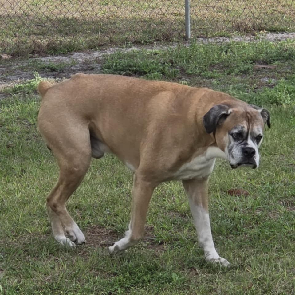 Rico, a Adoptable Boxer in Tallahassee, FL image 2/5