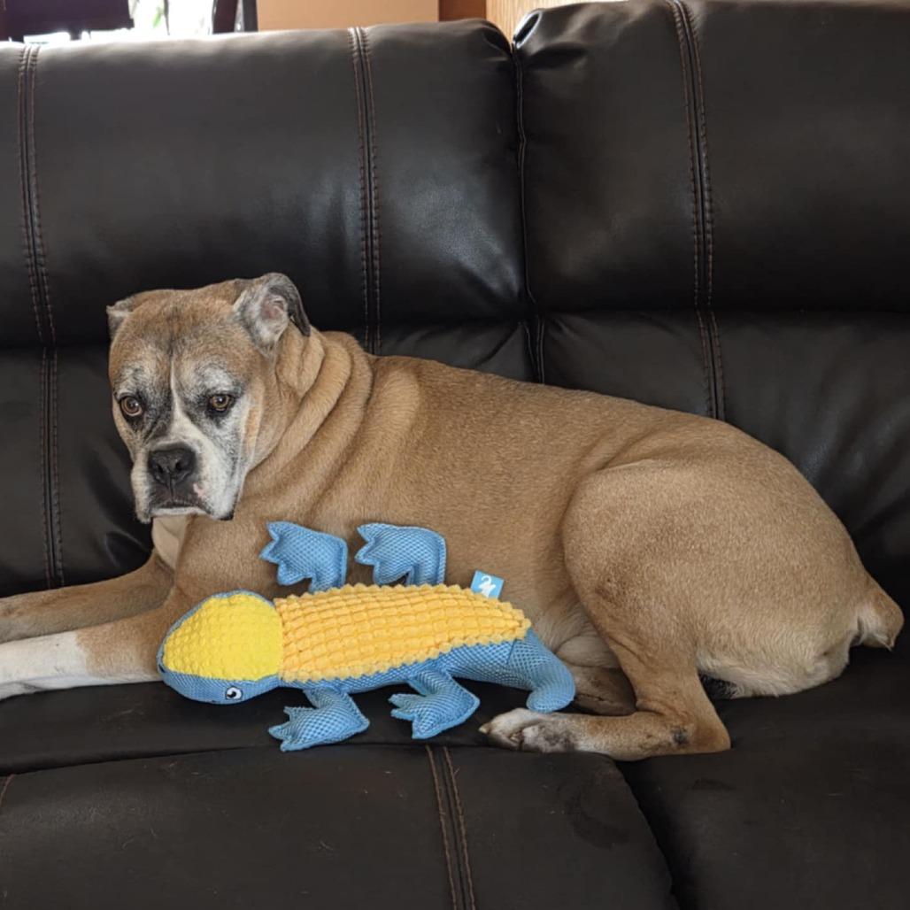 Rico, a Adoptable Boxer in Tallahassee, FL image 3/5