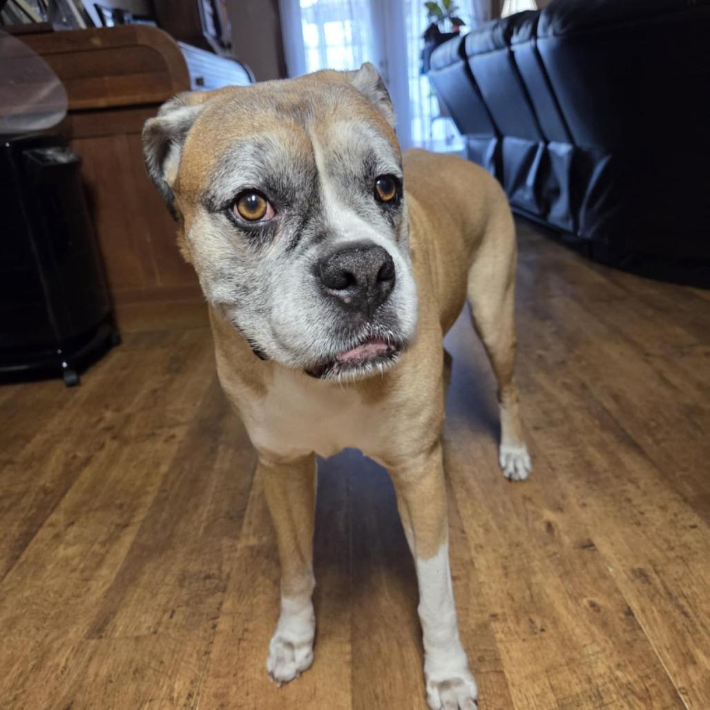 Rico, a Adoptable Boxer in Tallahassee, FL image 4/5