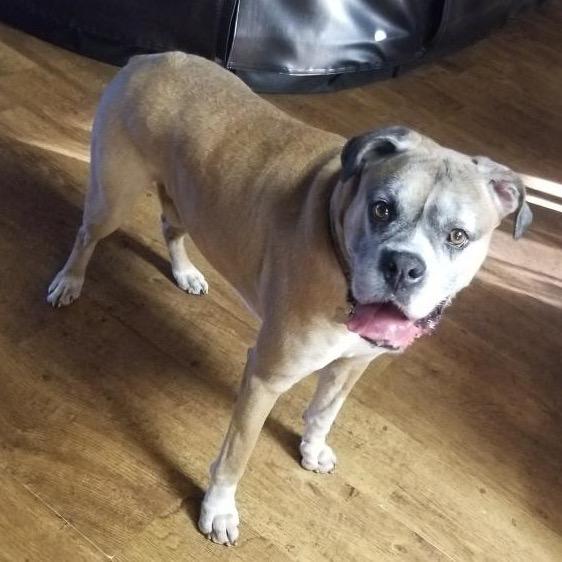 Rico, a Adoptable Boxer in Tallahassee, FL image 5/5