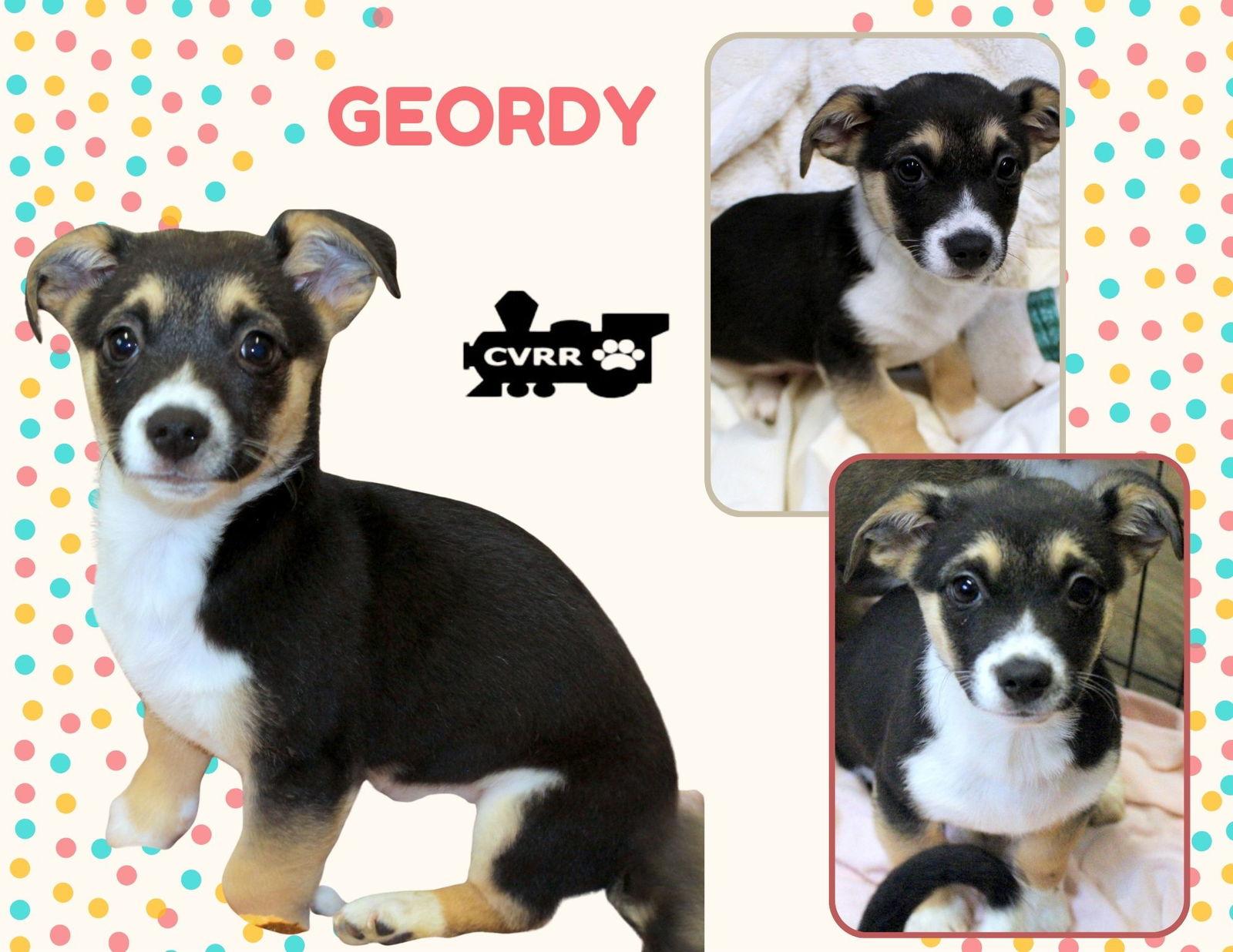 Geordy