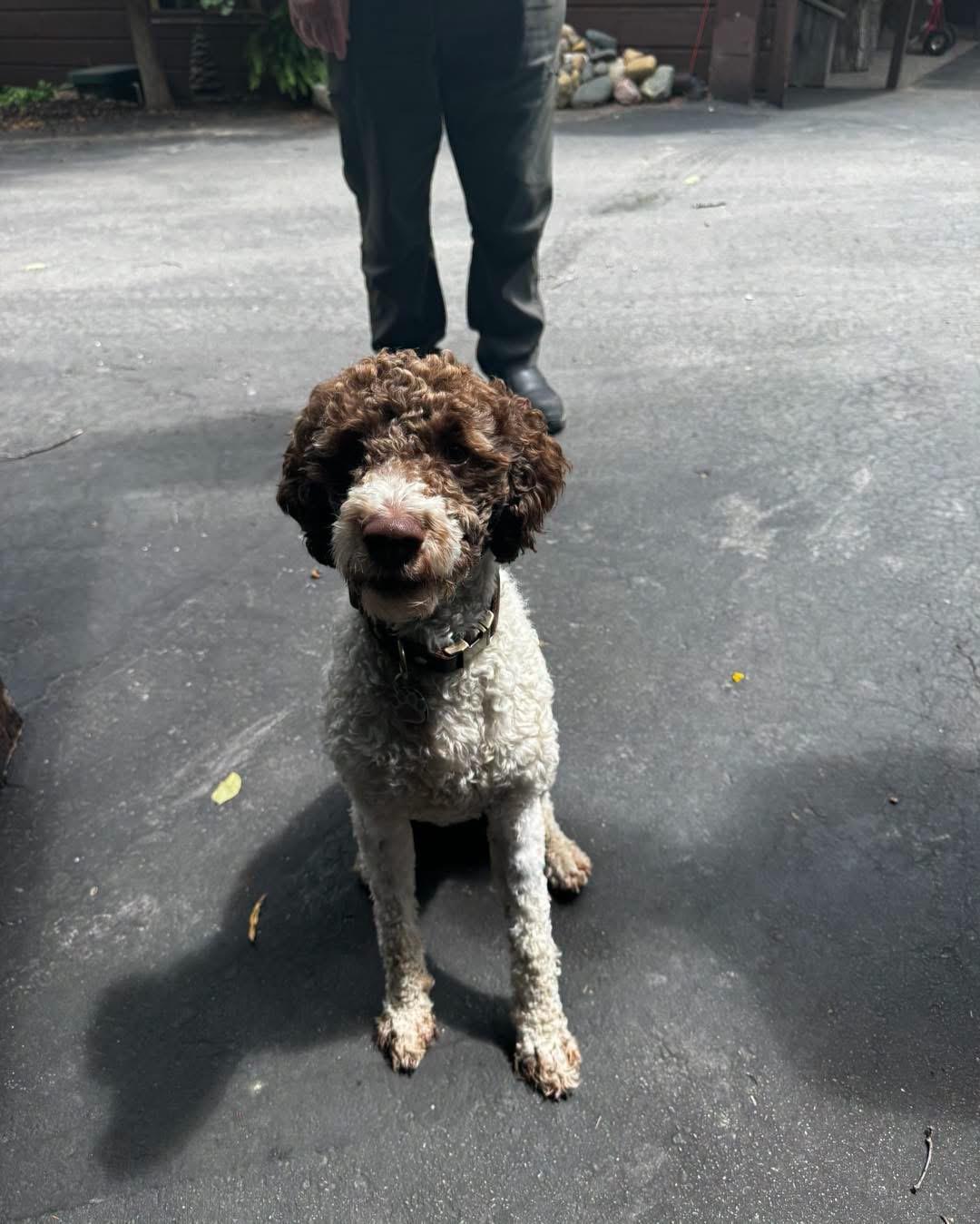 Mia, a ADOPTABLE Lagotto Romagnolo in Grand Haven, MI image 1/4
