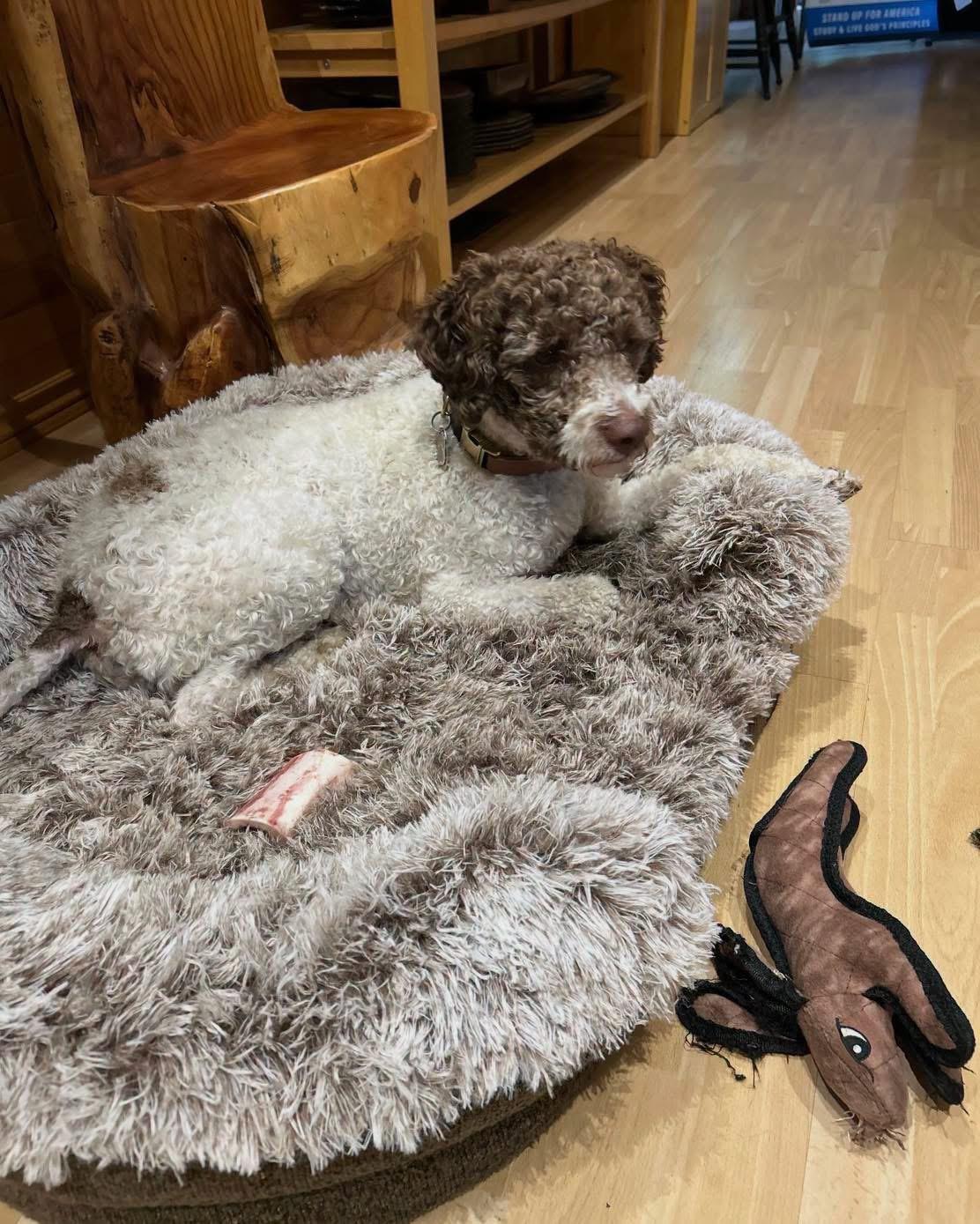 Mia, a ADOPTABLE Lagotto Romagnolo in Grand Haven, MI image 3/4
