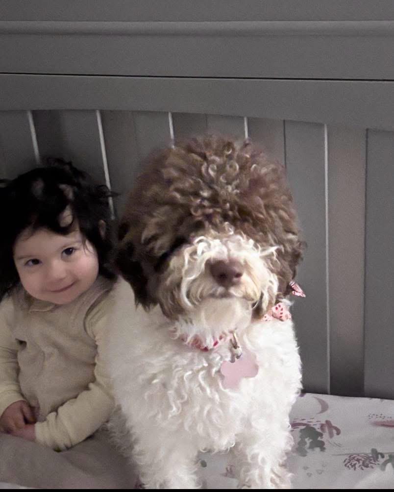 Mia, a ADOPTABLE Lagotto Romagnolo in Grand Haven, MI image 4/4