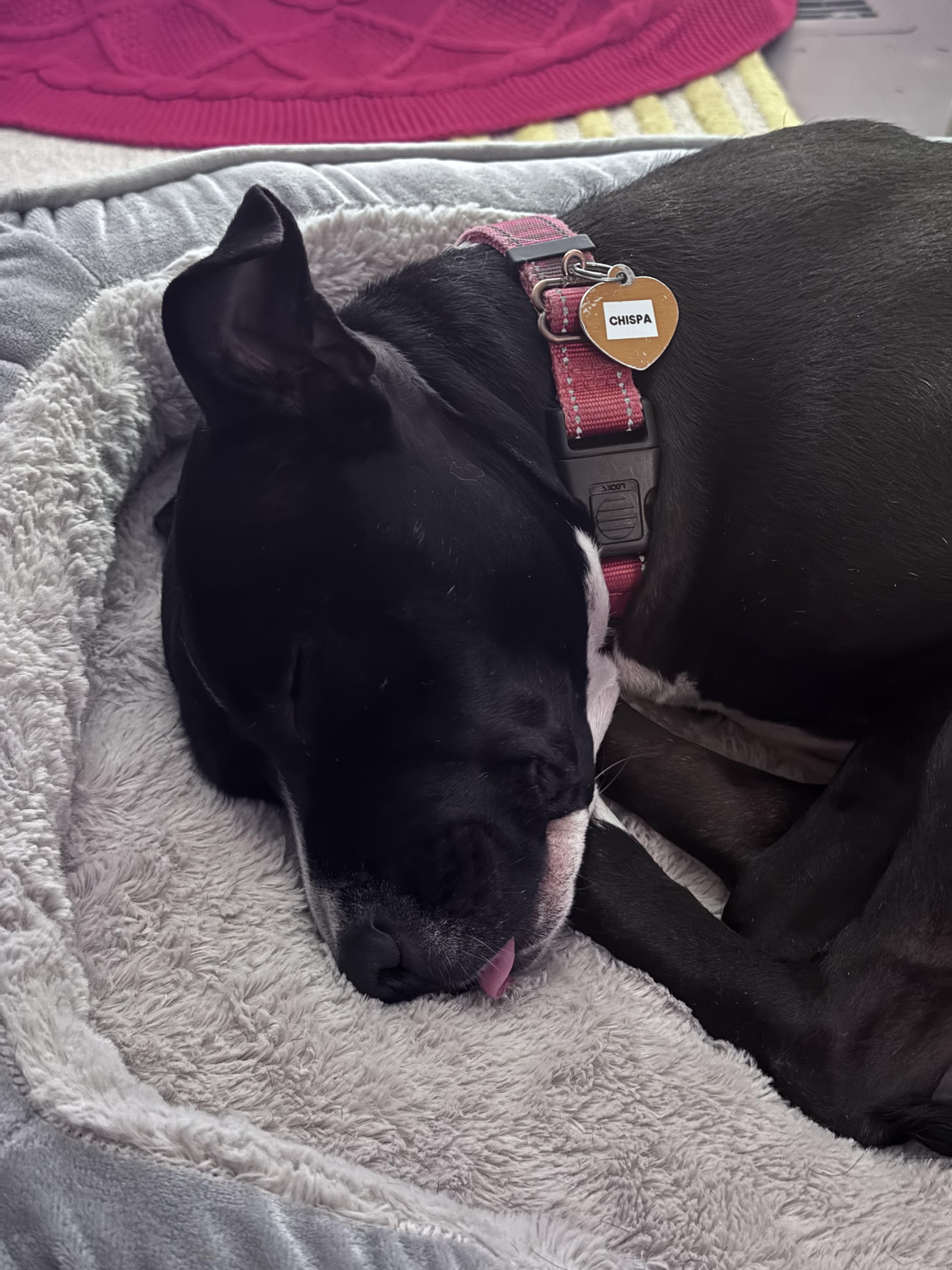 Enlarge Chispa, a Adoptable Mixed Breed in Ridgefield, CT image 5/6