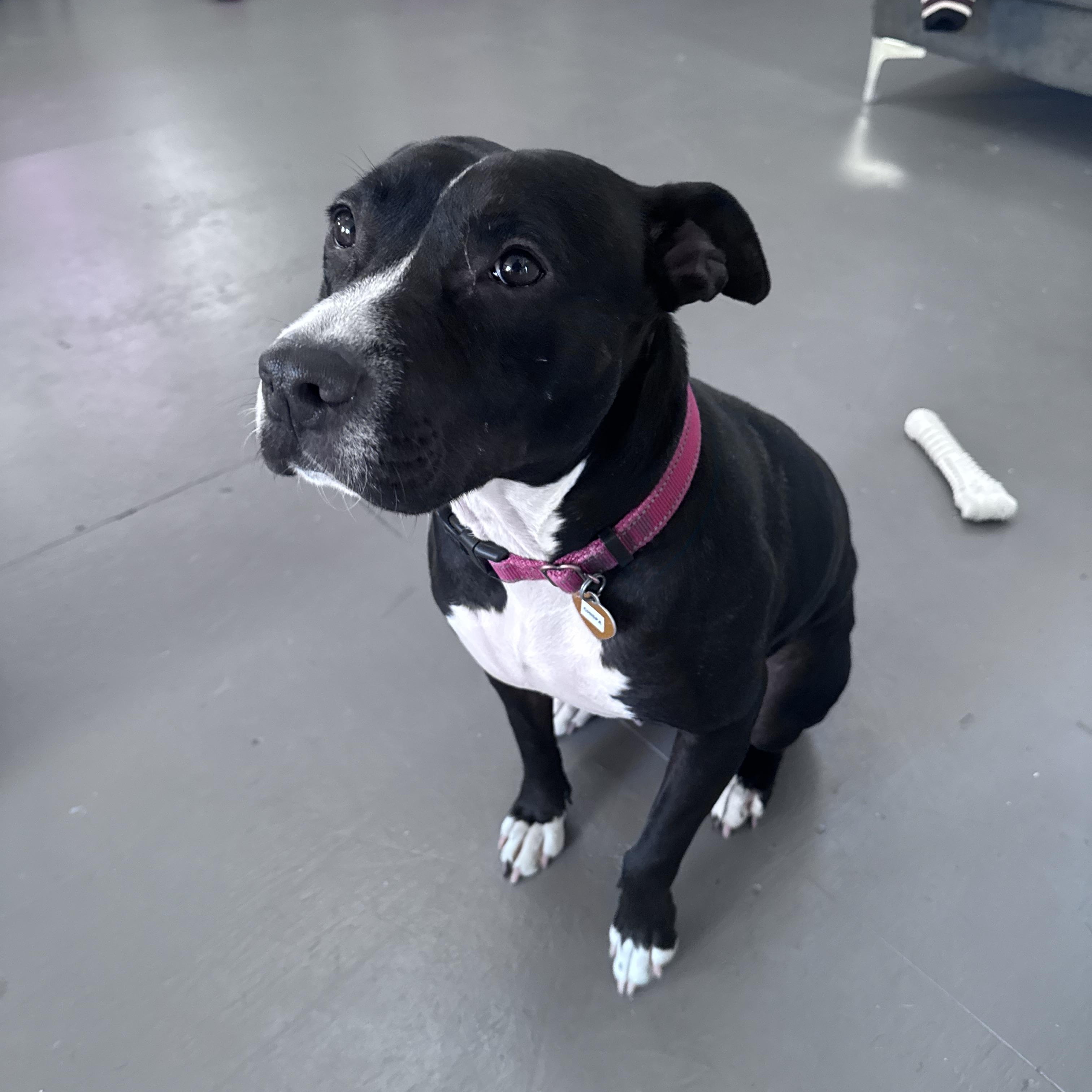 Enlarge Chispa, a Adoptable Mixed Breed in Ridgefield, CT image 4/6