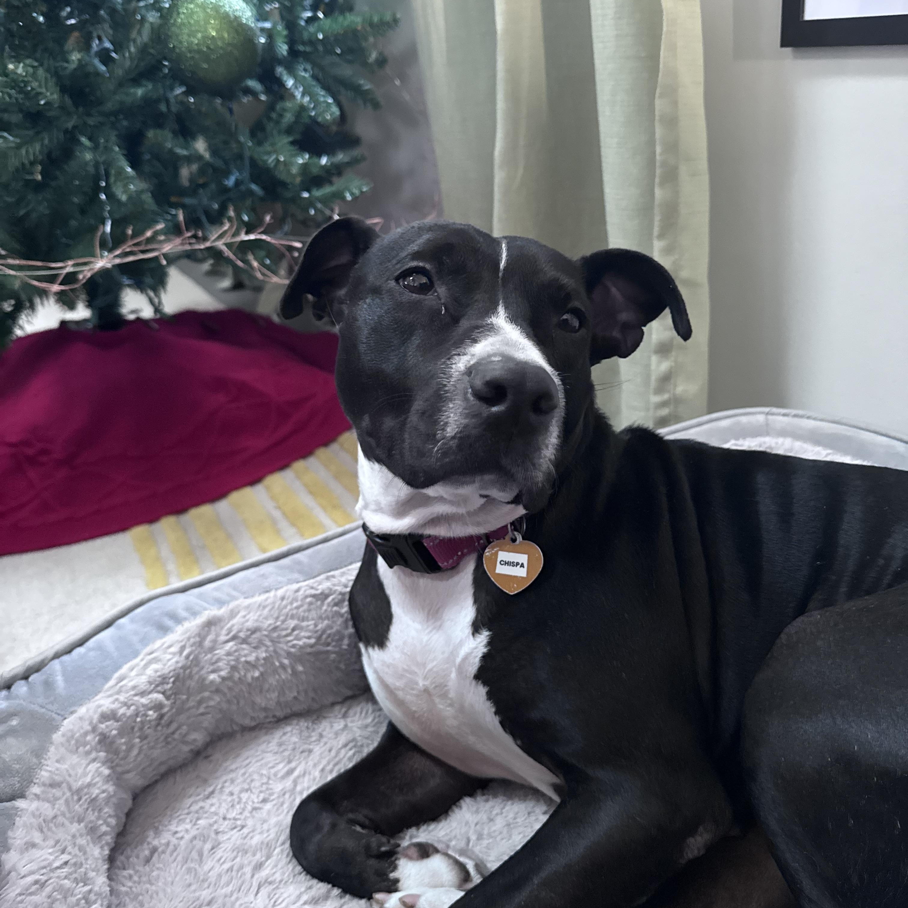 Enlarge Chispa, a Adoptable Mixed Breed in Ridgefield, CT image 3/6