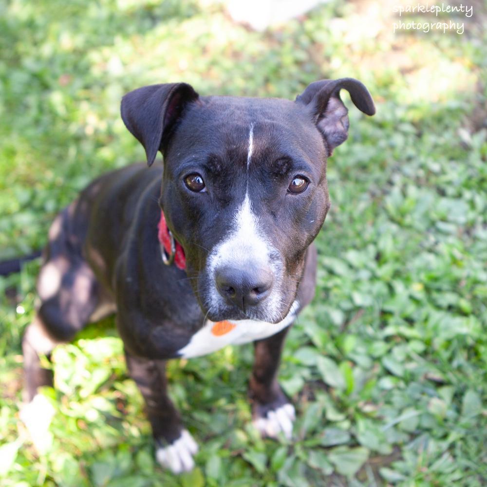 Enlarge Chispa, a Adoptable Mixed Breed in Ridgefield, CT image 2/6