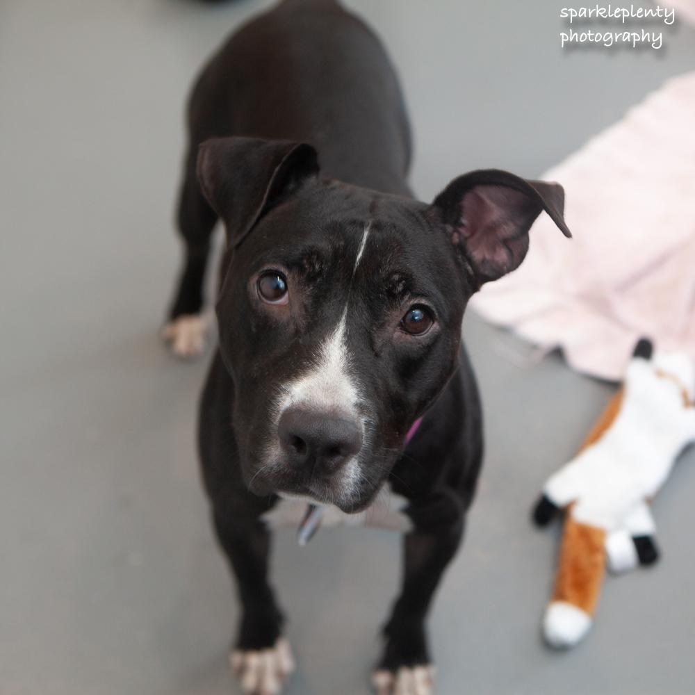 Chispa, Adoptable, Young Female Mixed Breed.