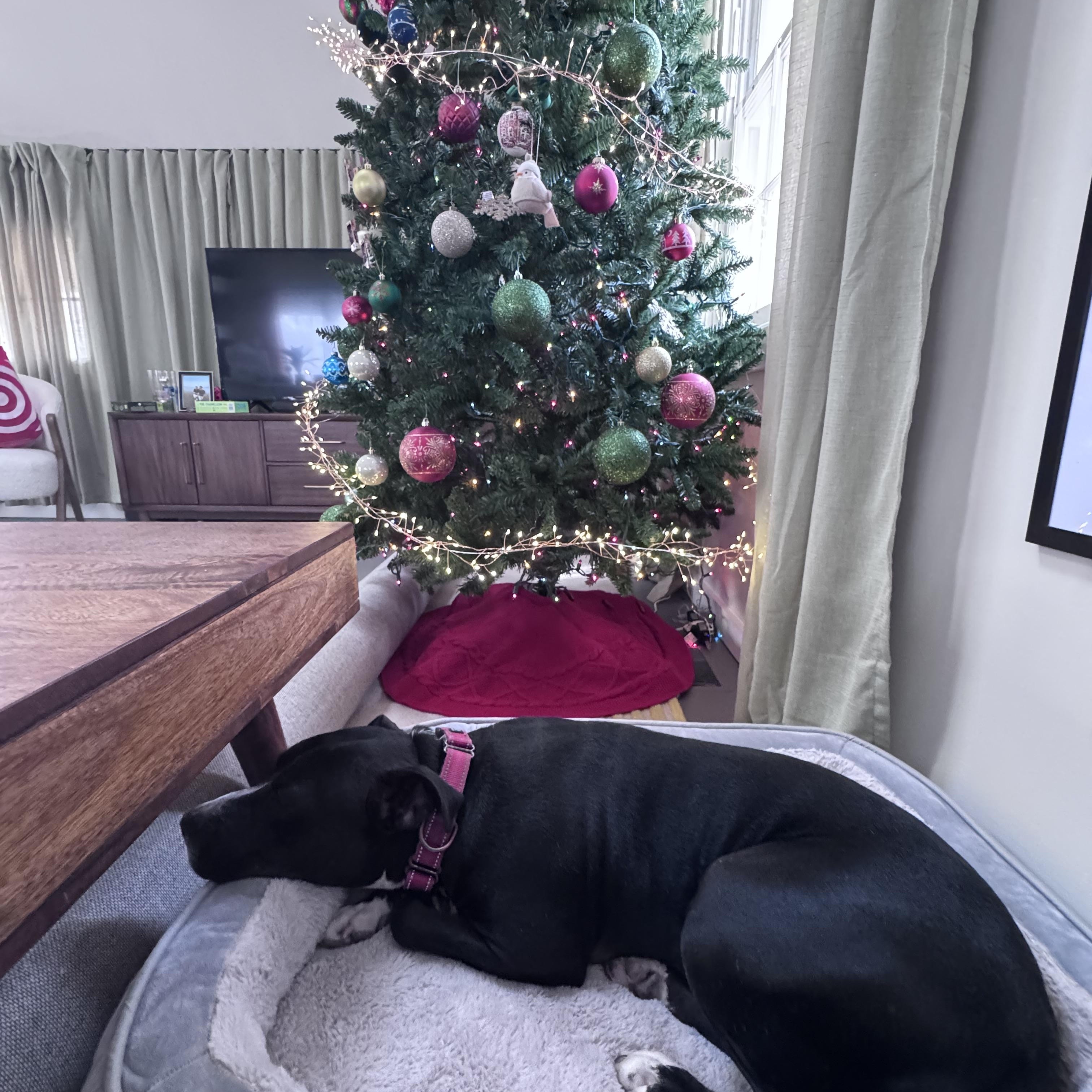 Enlarge Chispa, a Adoptable Mixed Breed in Ridgefield, CT image 6/6