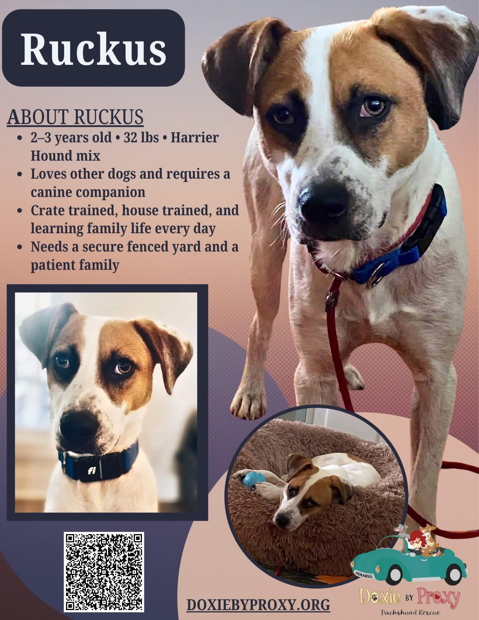 **Courtesy Post** Ruckus, Adoptable, Adult Male Harrier.