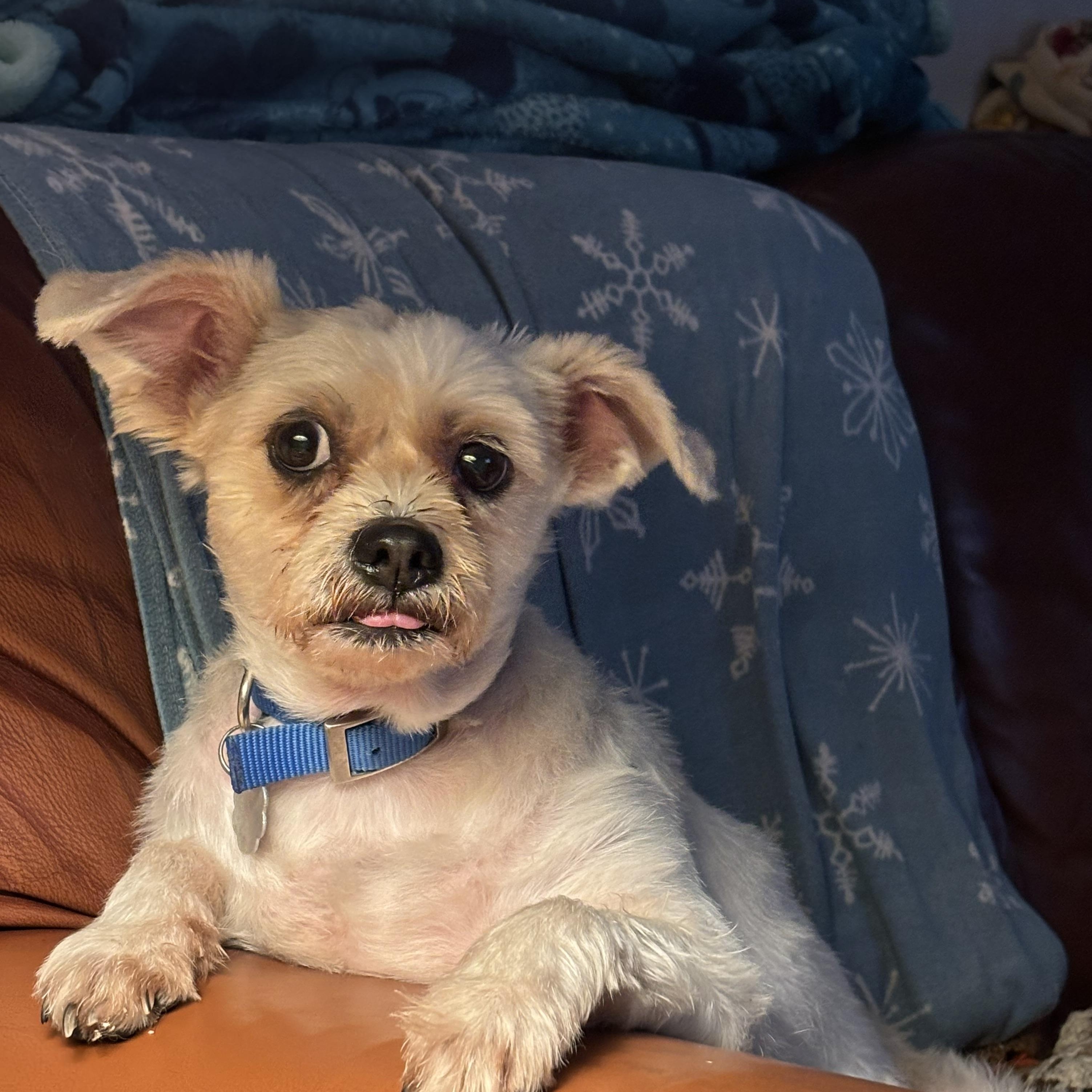 Daisy, Adopted, Adult Female Shih Tzu & Mixed Breed.