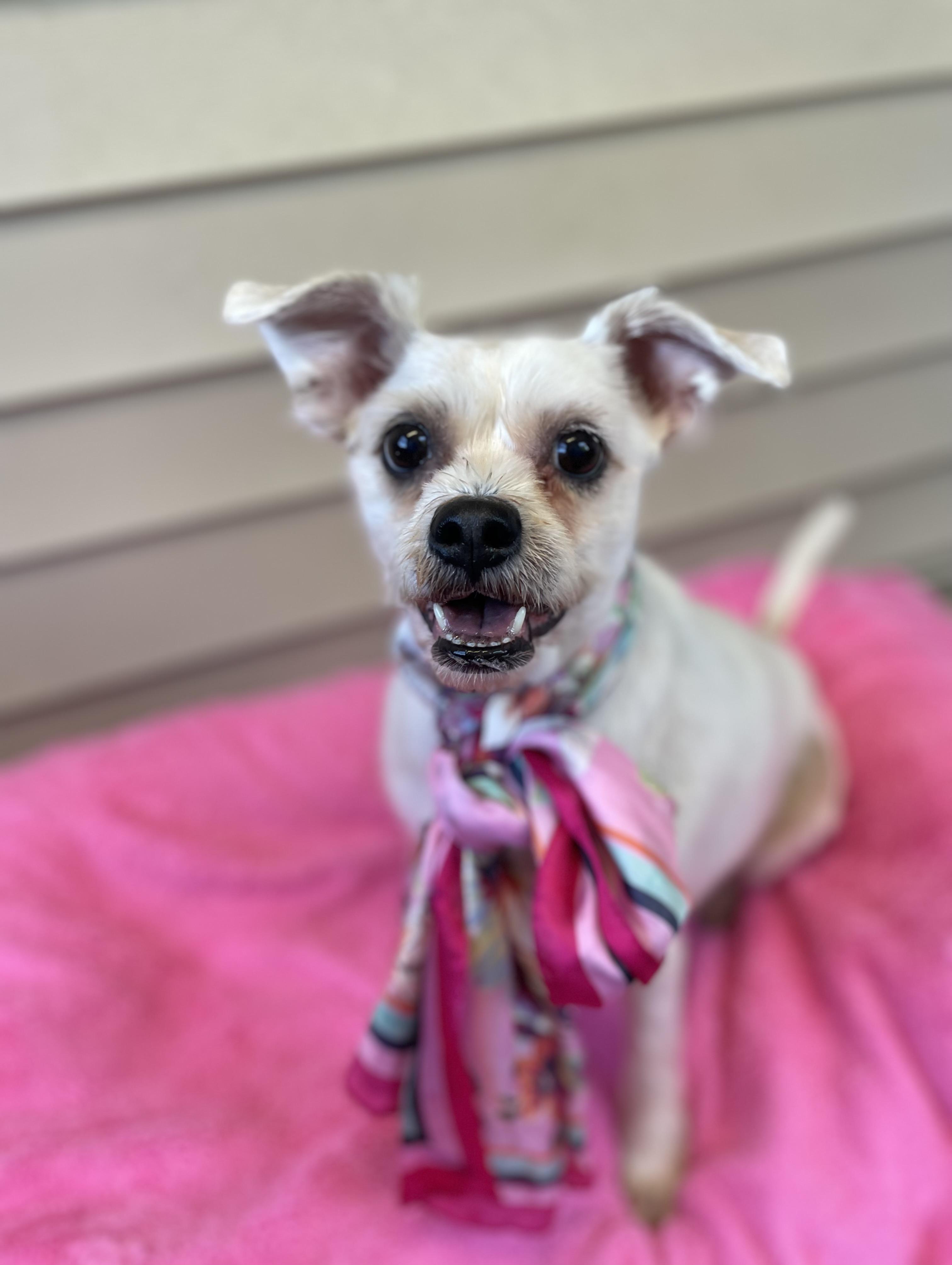 Enlarge Daisy, a Adopted mixed breed in Oxford, MI image 2/6