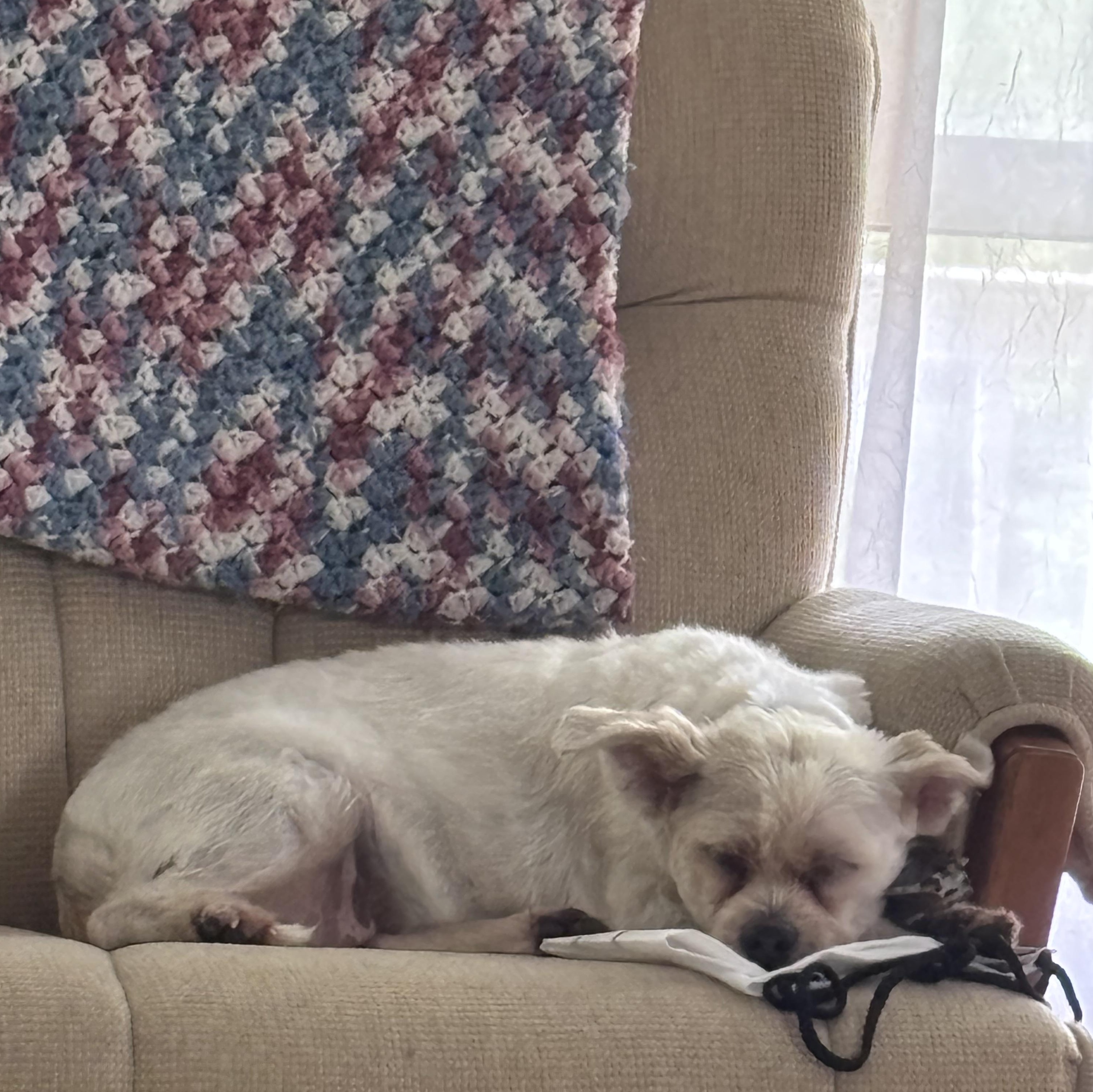 Enlarge Daisy, a Adopted mixed breed in Oxford, MI image 6/6