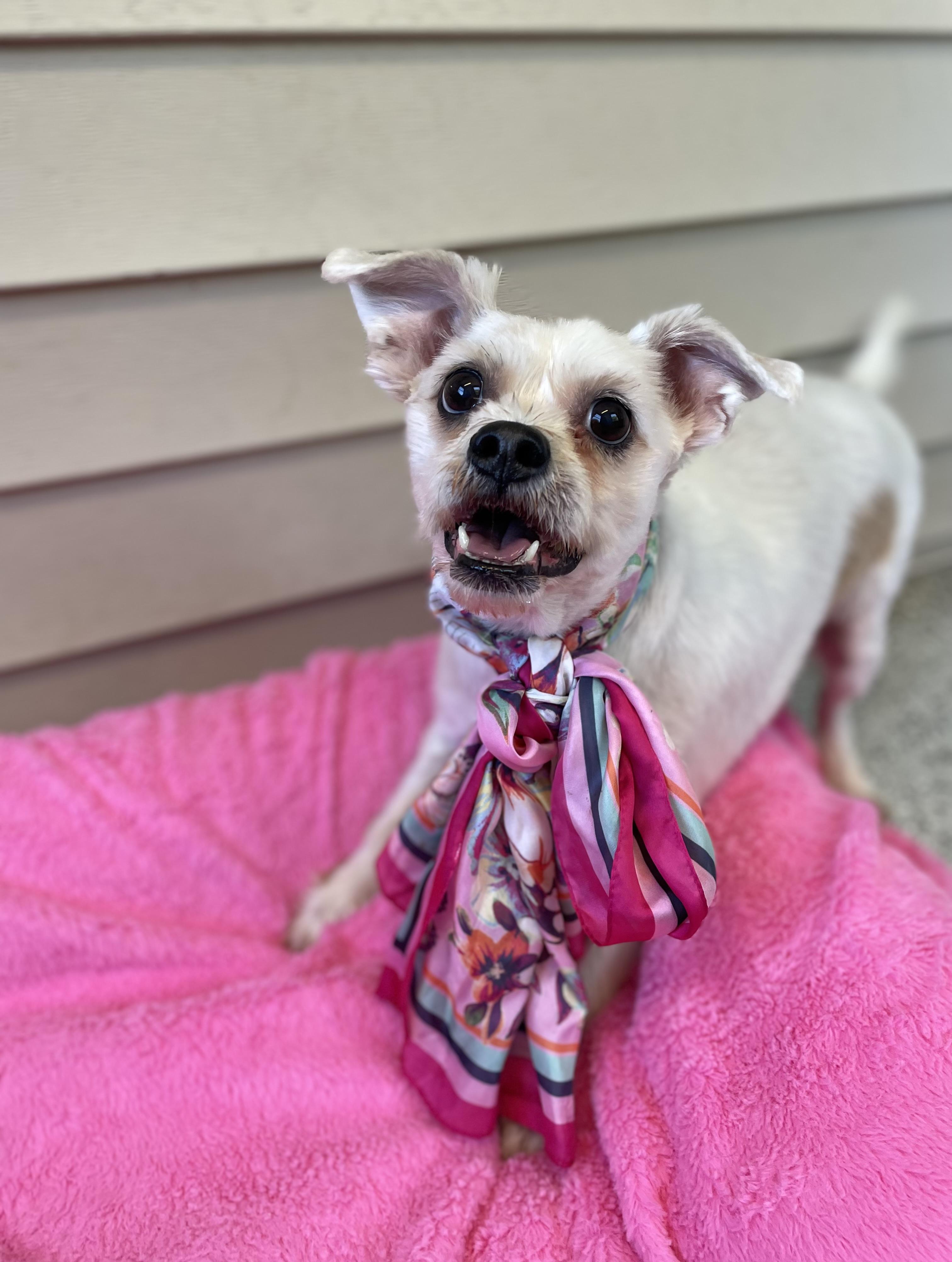 Enlarge Daisy, a Adopted mixed breed in Oxford, MI image 4/6
