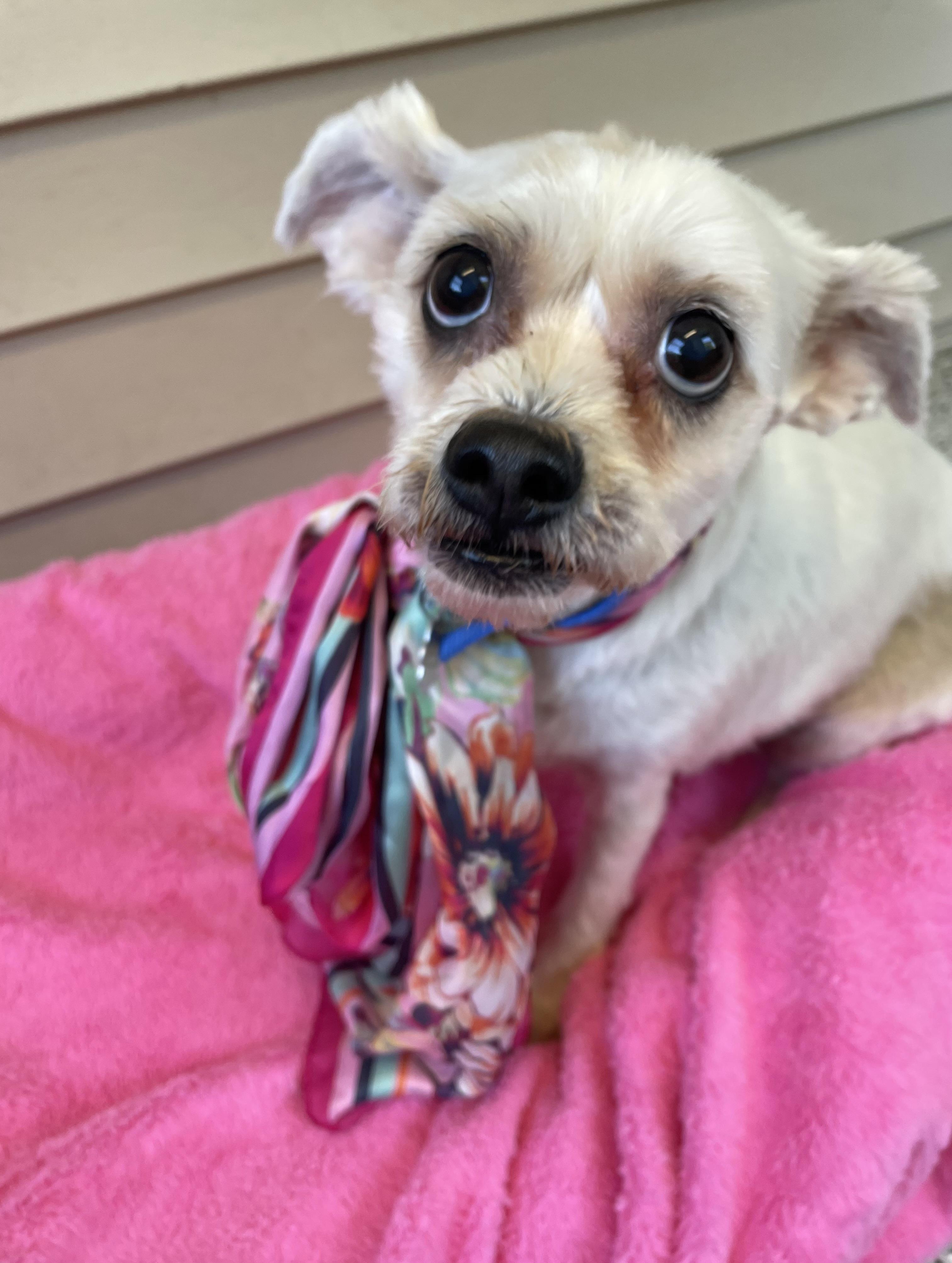 Enlarge Daisy, a Adopted mixed breed in Oxford, MI image 3/6