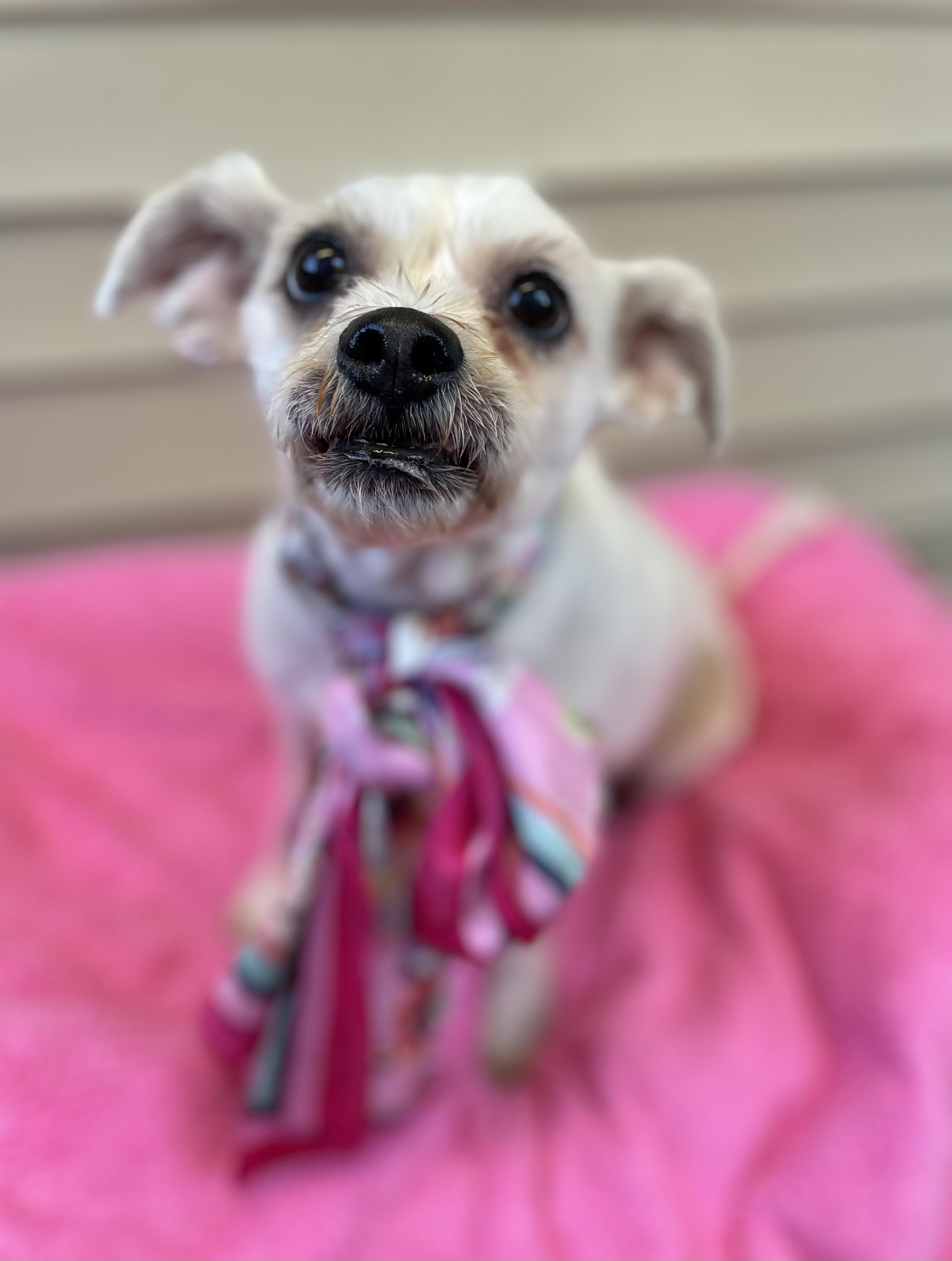 Enlarge Daisy, a Adopted mixed breed in Oxford, MI image 5/6