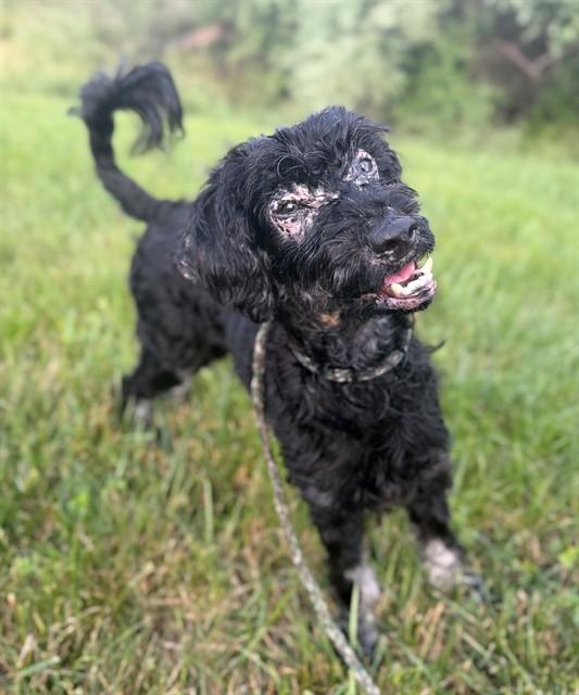 Enlarge ROBIN, a Adoptable Poodle in Leesburg, VA image 1/1