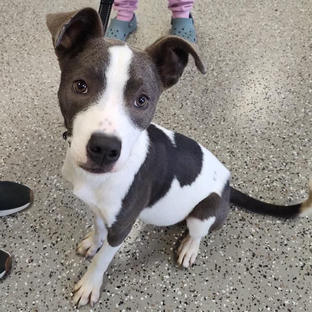 Suki, Adoptable, Young Female Mixed Breed.