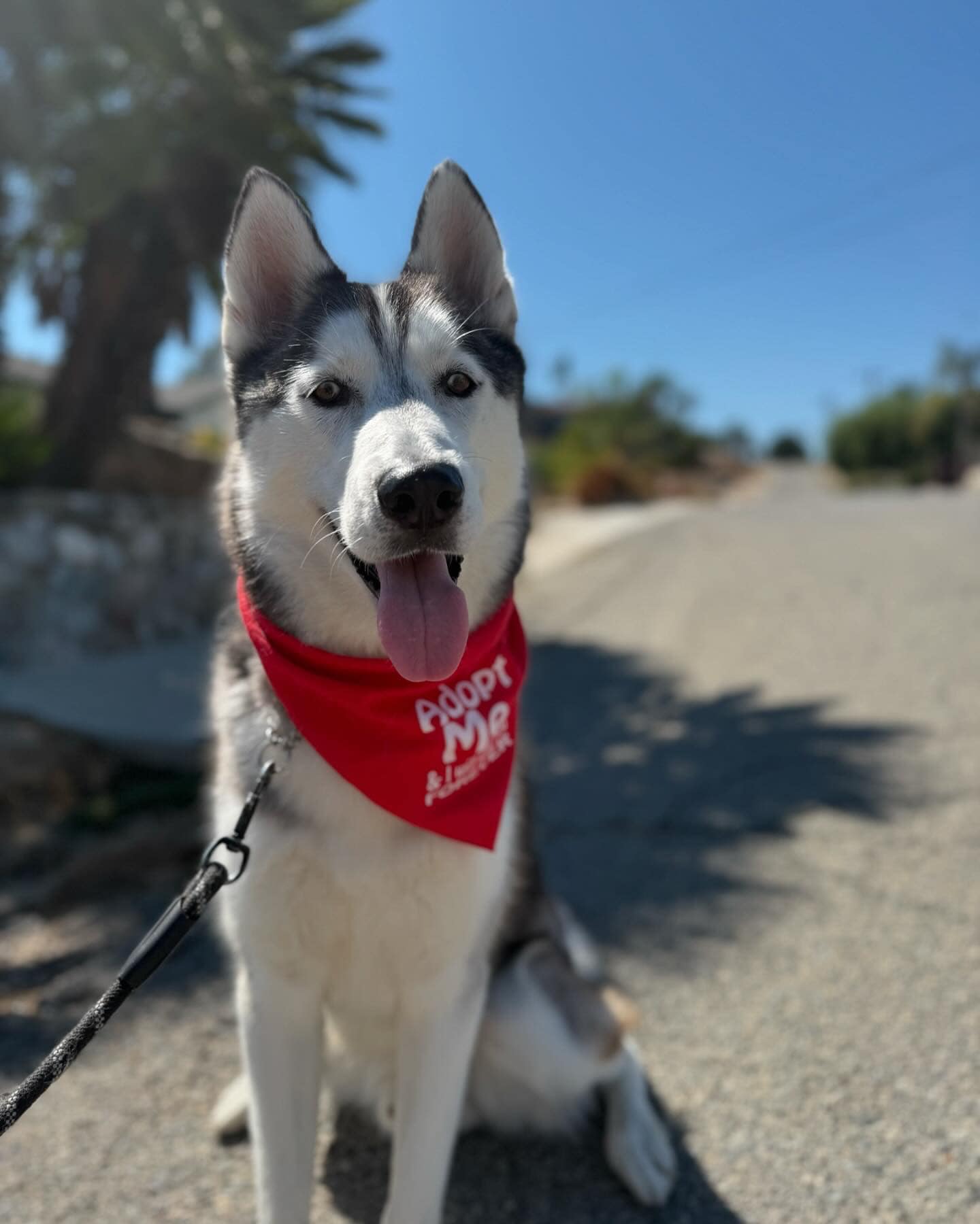 Enlarge Sonic, an adoptable Husky in Corona, CA image 3/6