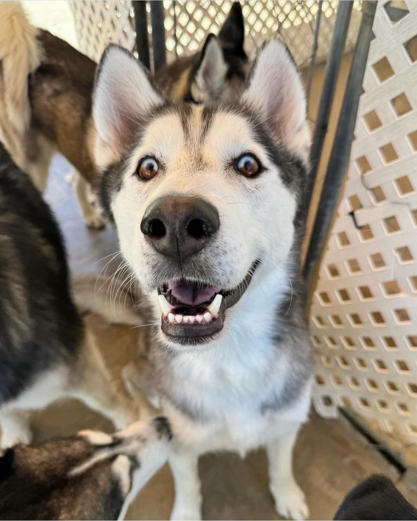 Enlarge Sonic, an adoptable Husky in Corona, CA image 2/6