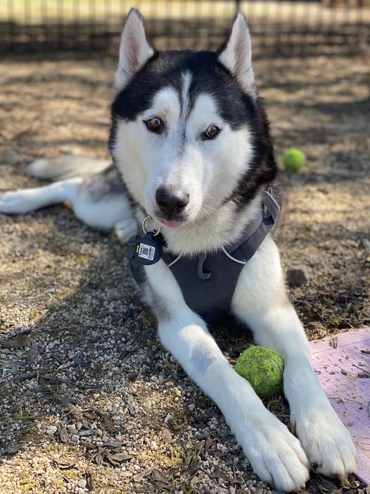 Enlarge Sonic, an adoptable Husky in Corona, CA image 4/6
