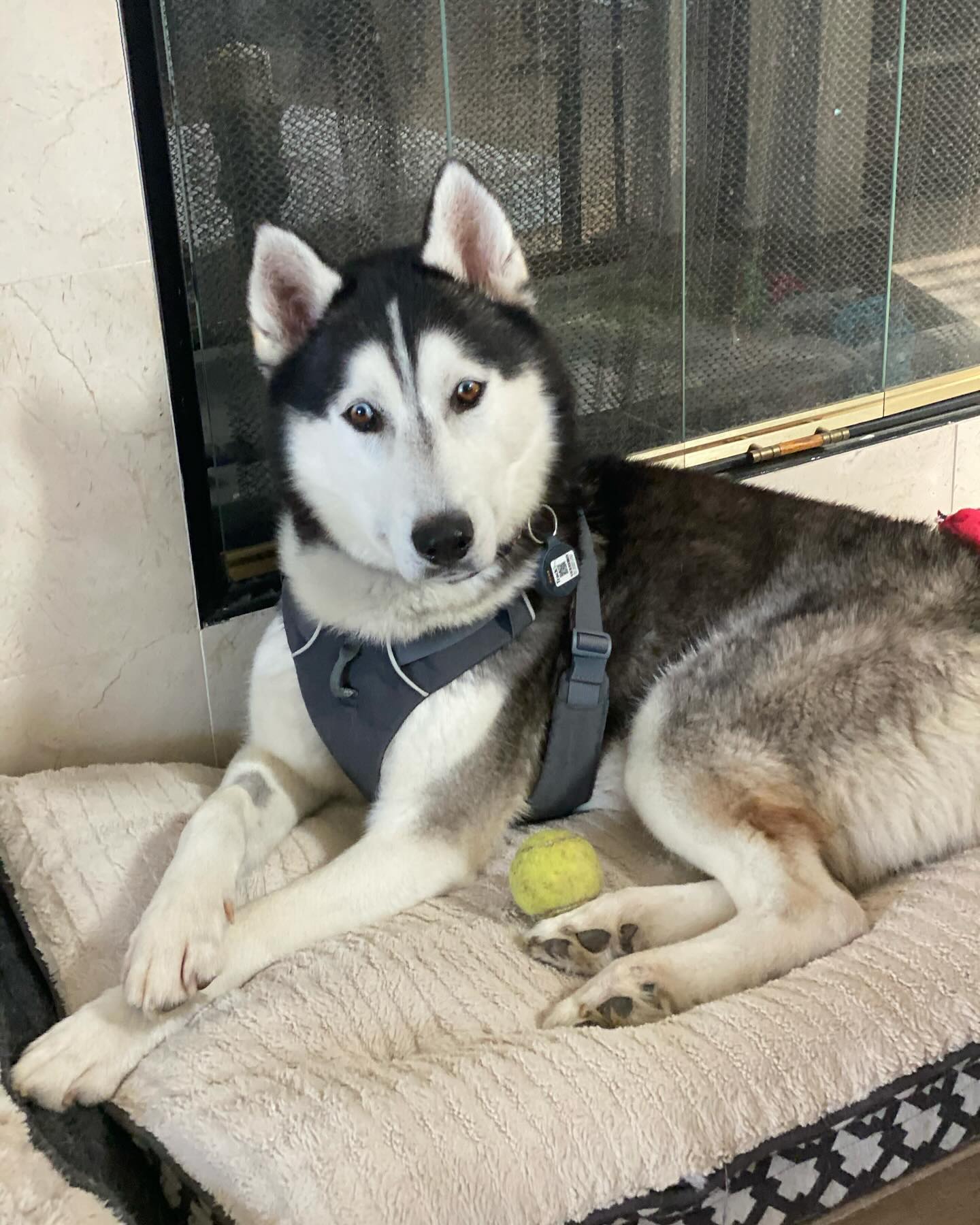 Enlarge Sonic, an adoptable Husky in Corona, CA image 6/6