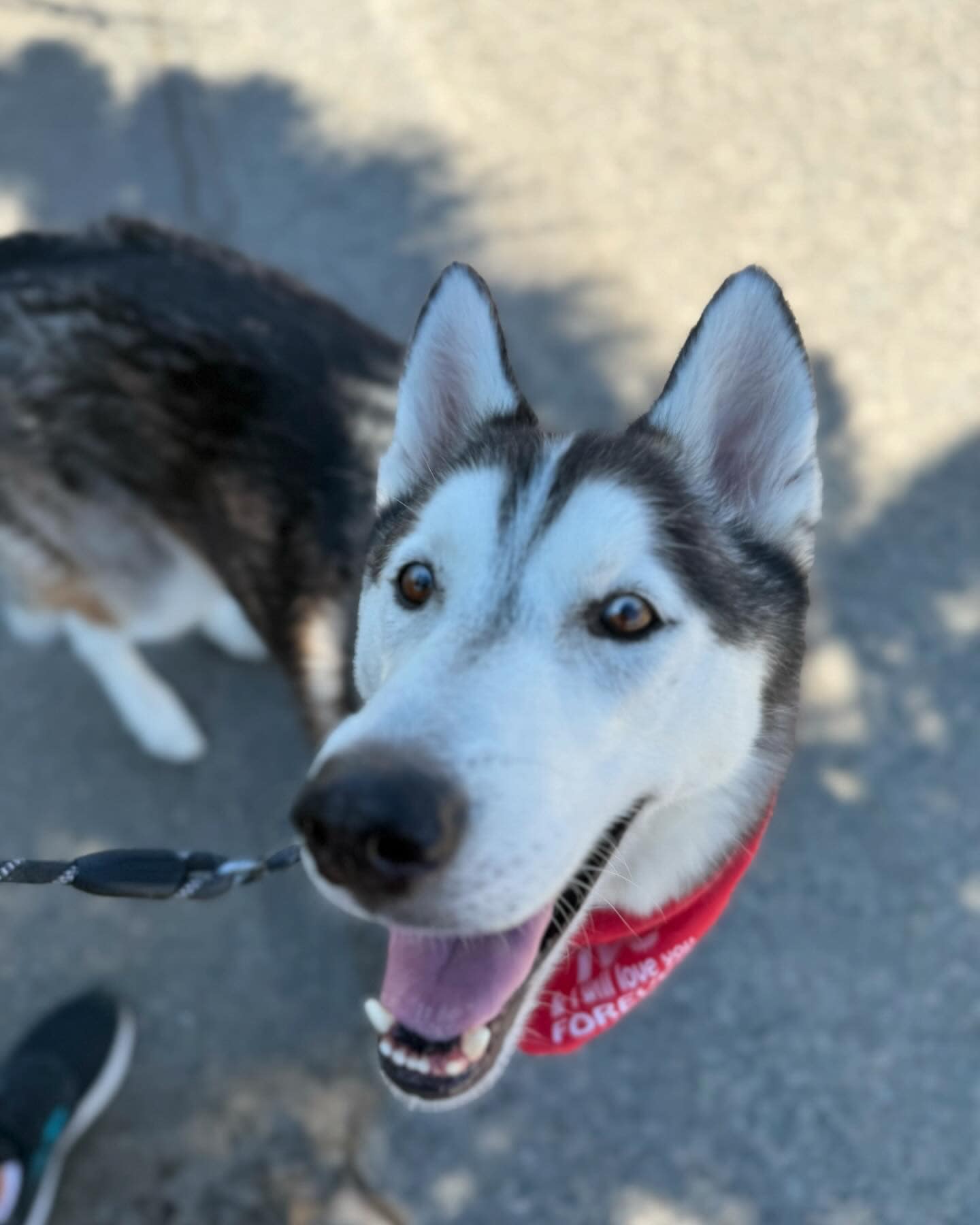 Enlarge Sonic, an adoptable Husky in Corona, CA image 5/6