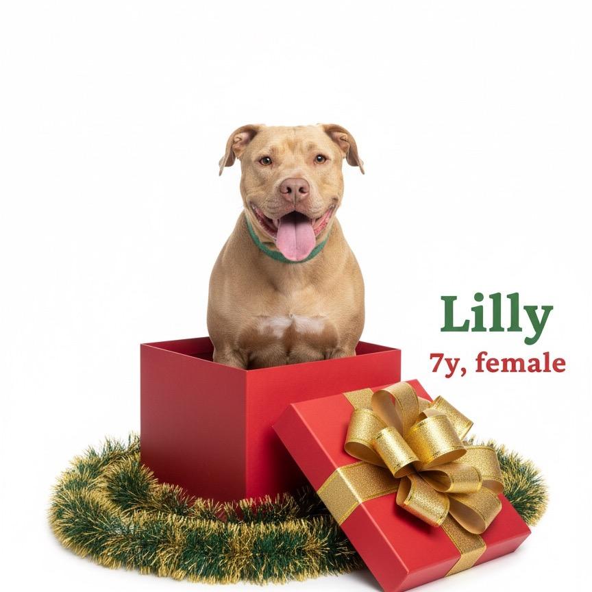 Enlarge Lilly, a Adoptable mixed breed in Palestine, TX image 4/4