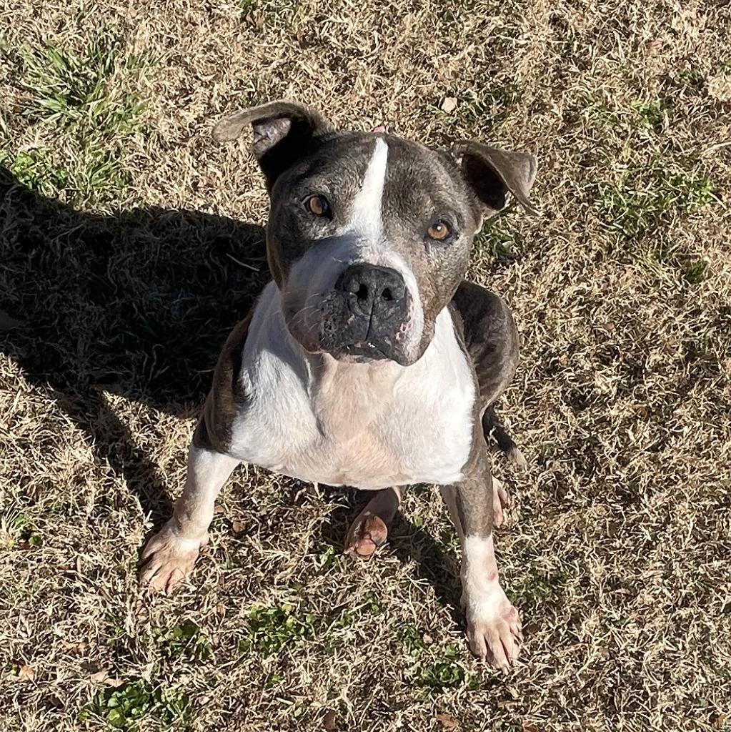 Enlarge Flower, a Adoptable Pit Bull Terrier in Brenham, TX image 2/6