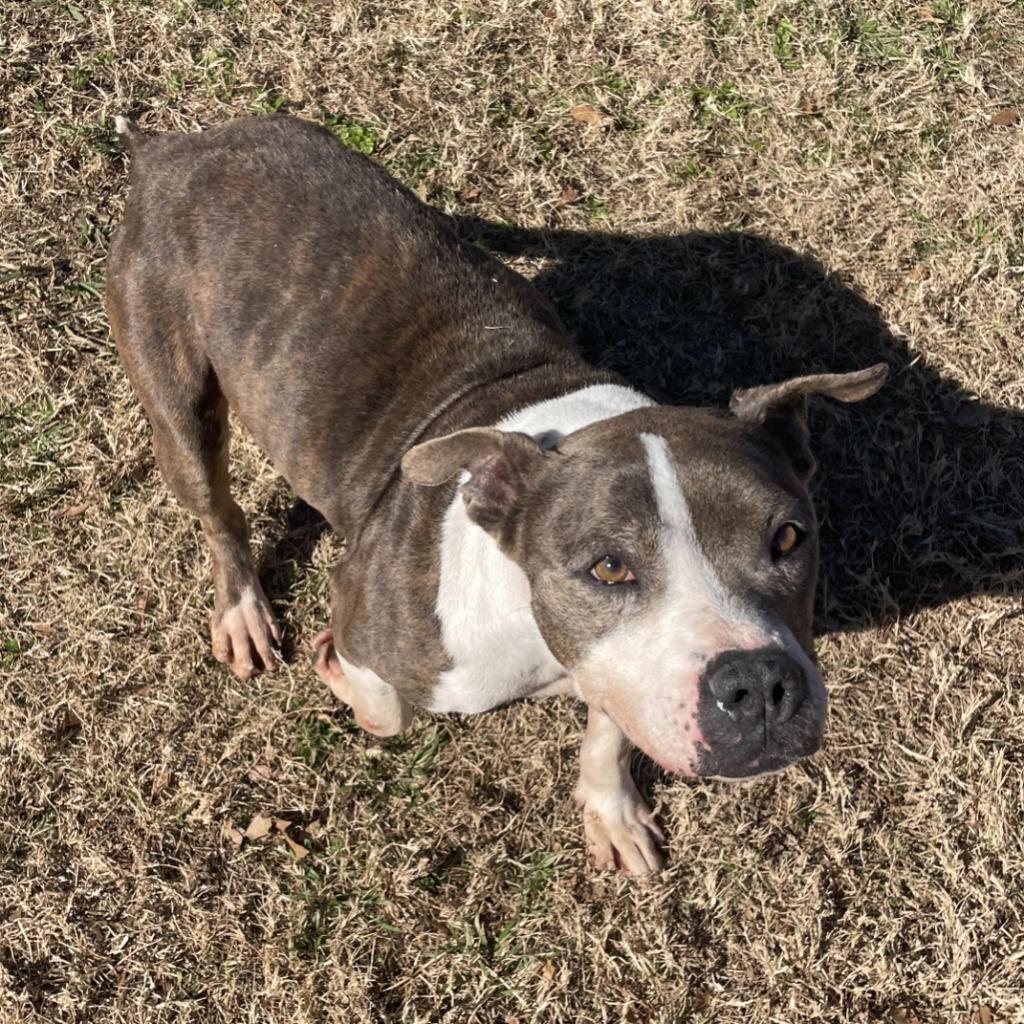 Enlarge Flower, a Adoptable Pit Bull Terrier in Brenham, TX image 3/6