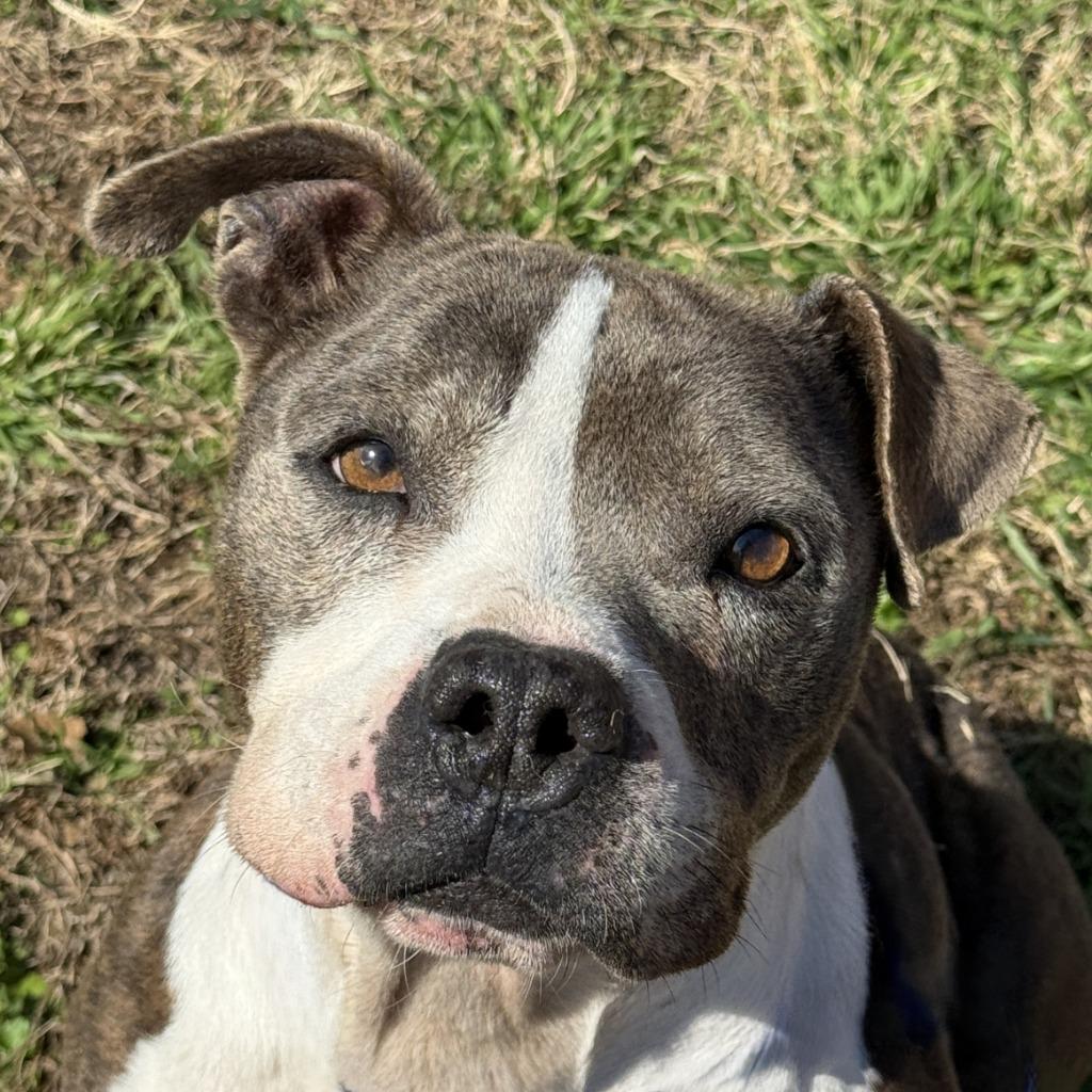 Flower, Adoptable, Adult Female Pit Bull Terrier.