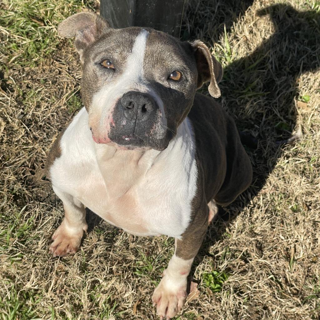 Enlarge Flower, a Adoptable Pit Bull Terrier in Brenham, TX image 5/6