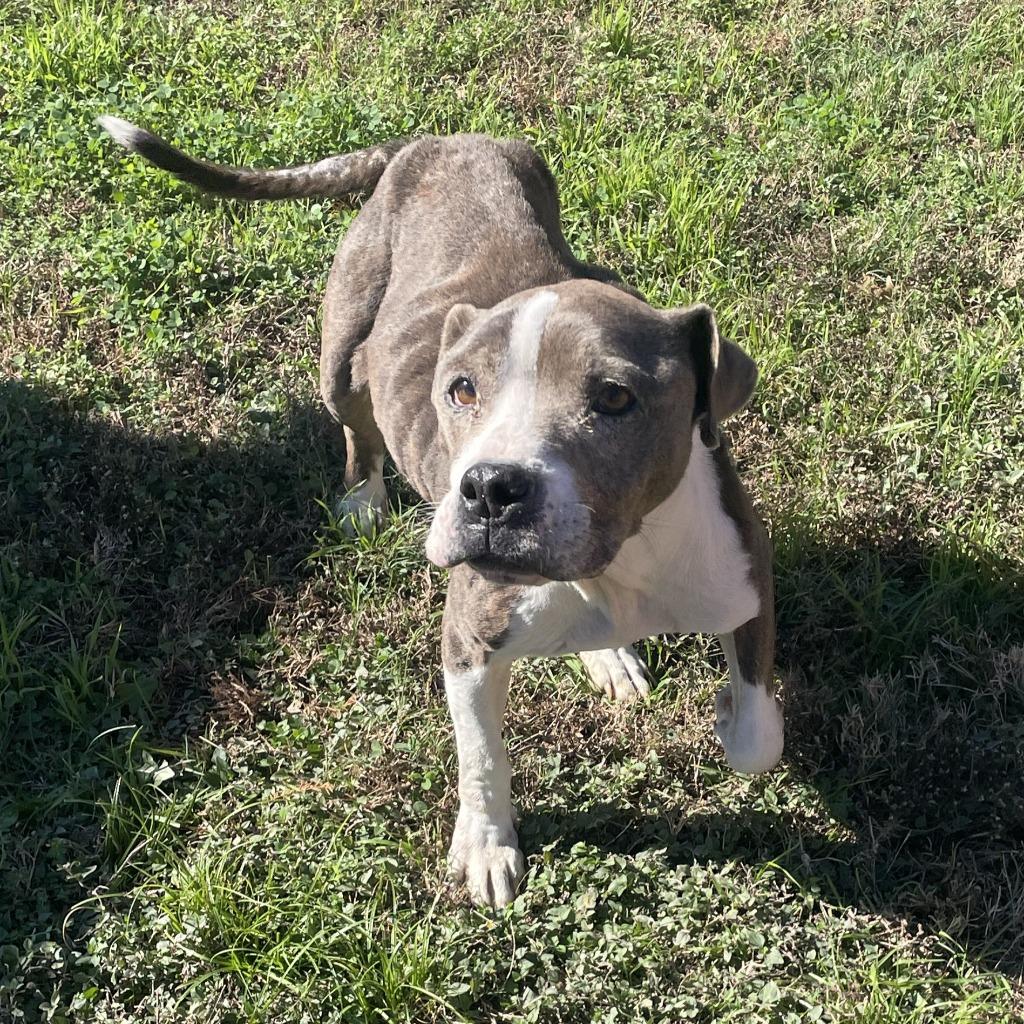 Enlarge Flower, a Adoptable Pit Bull Terrier in Brenham, TX image 3/6