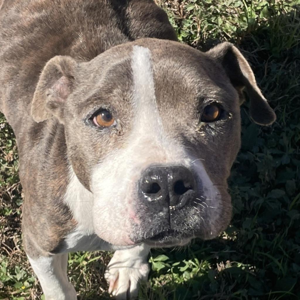 Flower, Adoptable, Adult Female Pit Bull Terrier.
