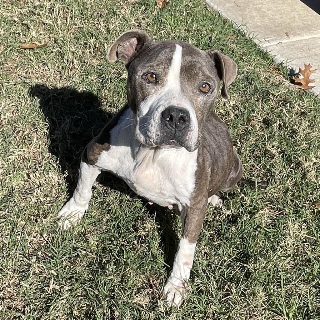Enlarge Flower, a Adoptable Pit Bull Terrier in Brenham, TX image 4/6