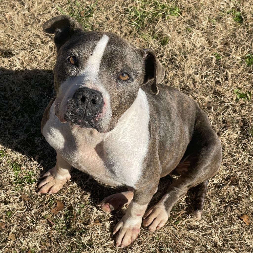 Enlarge Flower, a Adoptable Pit Bull Terrier in Brenham, TX image 6/6
