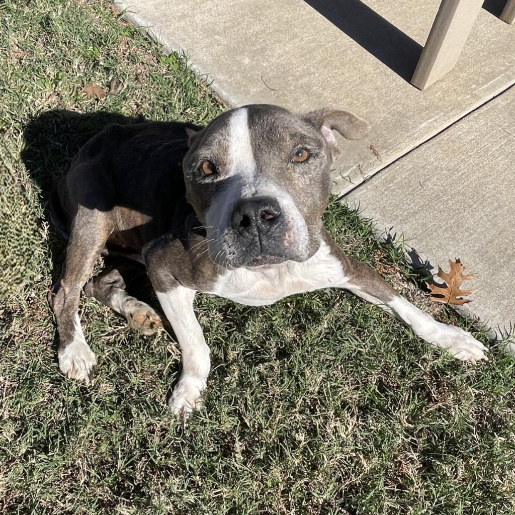 Enlarge Flower, a Adoptable Pit Bull Terrier in Brenham, TX image 6/6