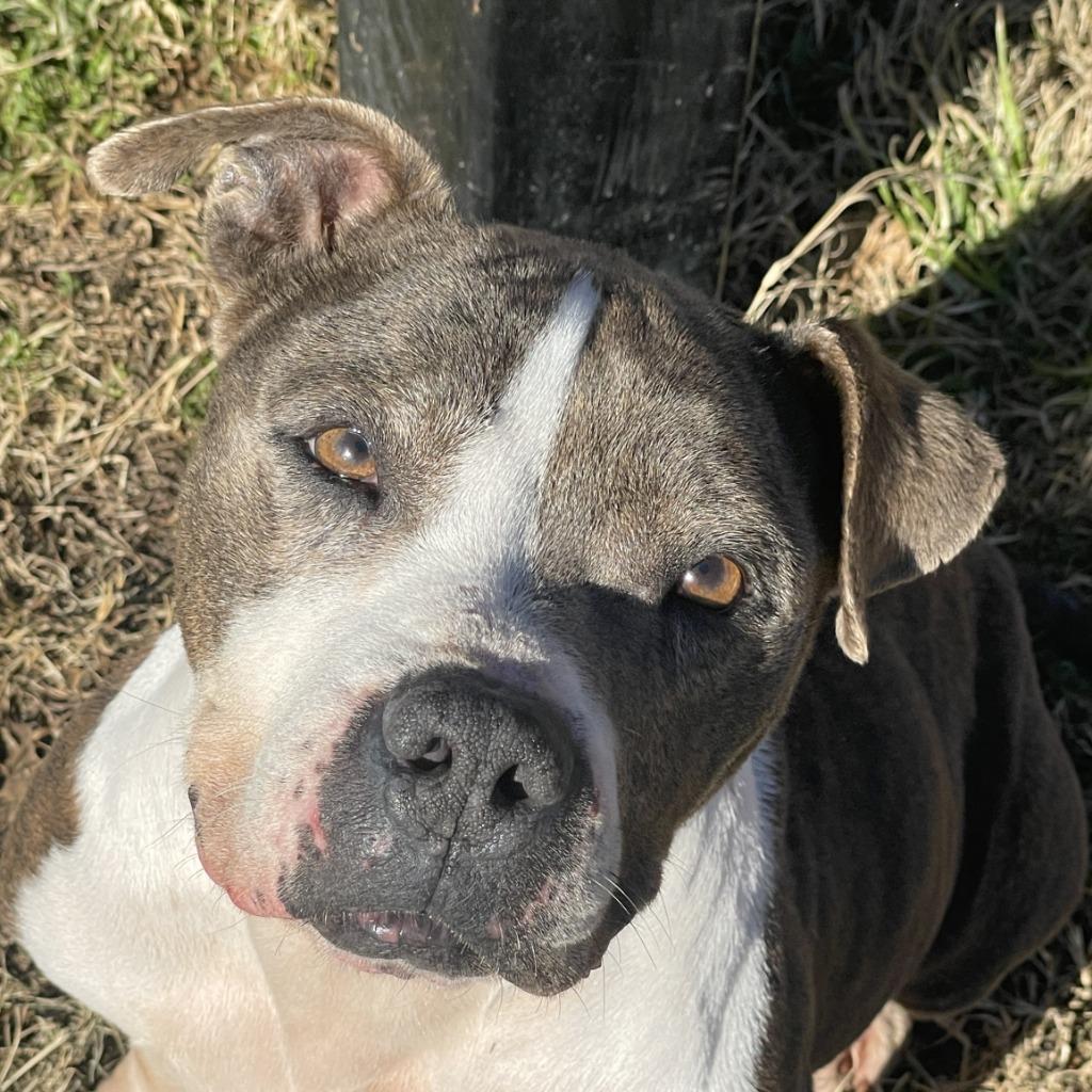 Flower, Adoptable, Adult Female Pit Bull Terrier.