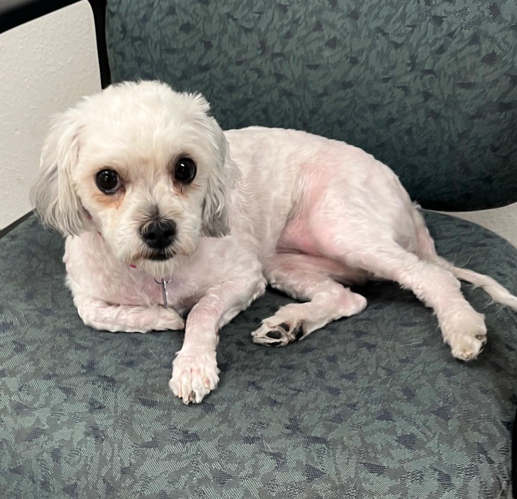 Gigi Girl, Adoptable, Young Female Maltese.