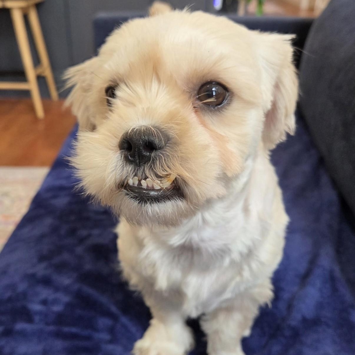 Enlarge Miriam, a ADOPTABLE mixed breed in Boca Raton, FL image 4/6