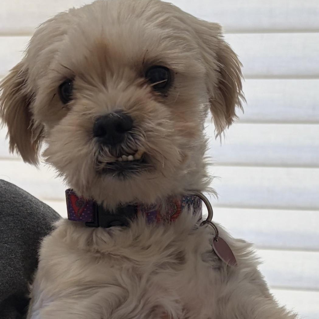 Enlarge Miriam, a ADOPTABLE mixed breed in Boca Raton, FL image 5/6