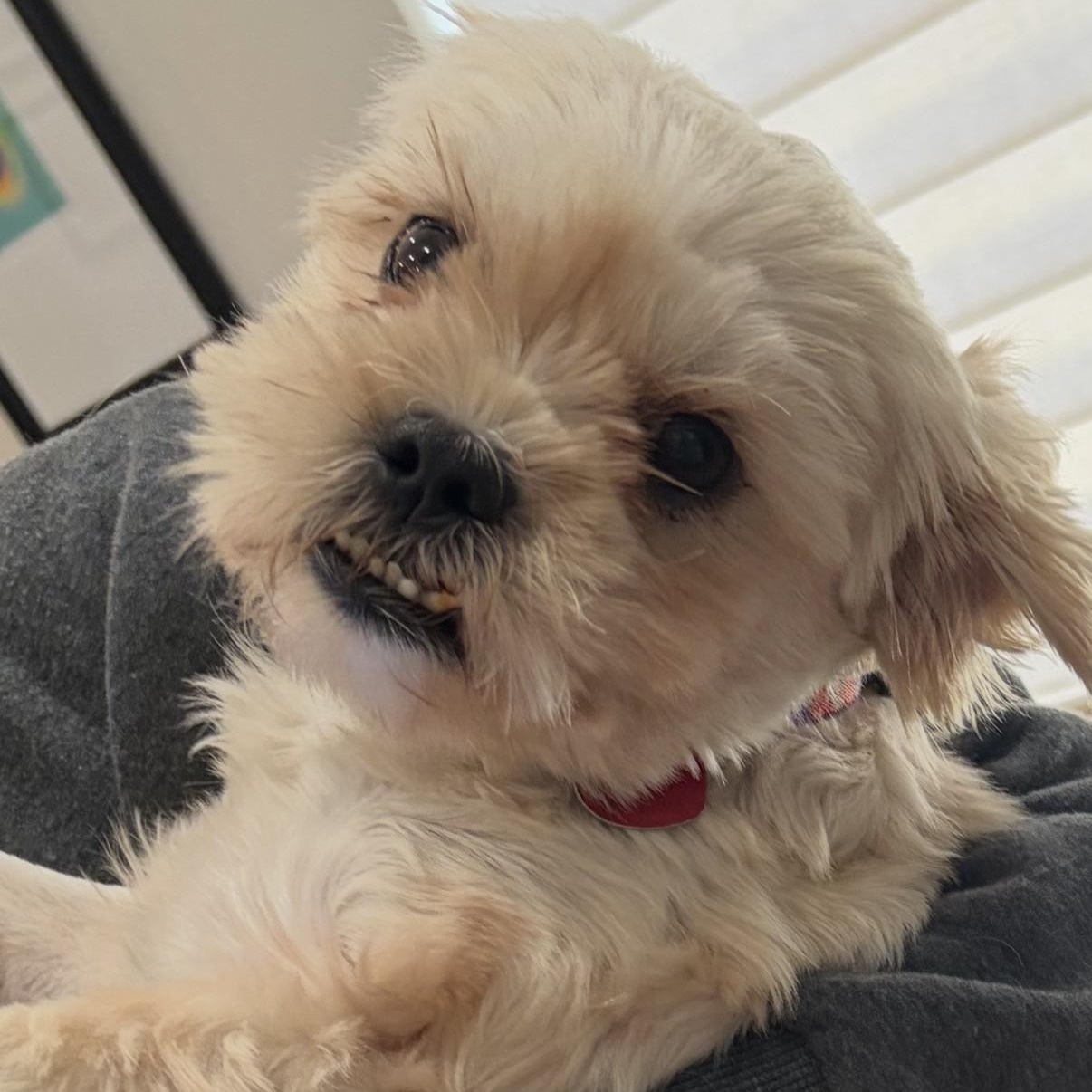 Miriam, ADOPTABLE, Adult Female Shih Tzu & Yorkshire Terrier.