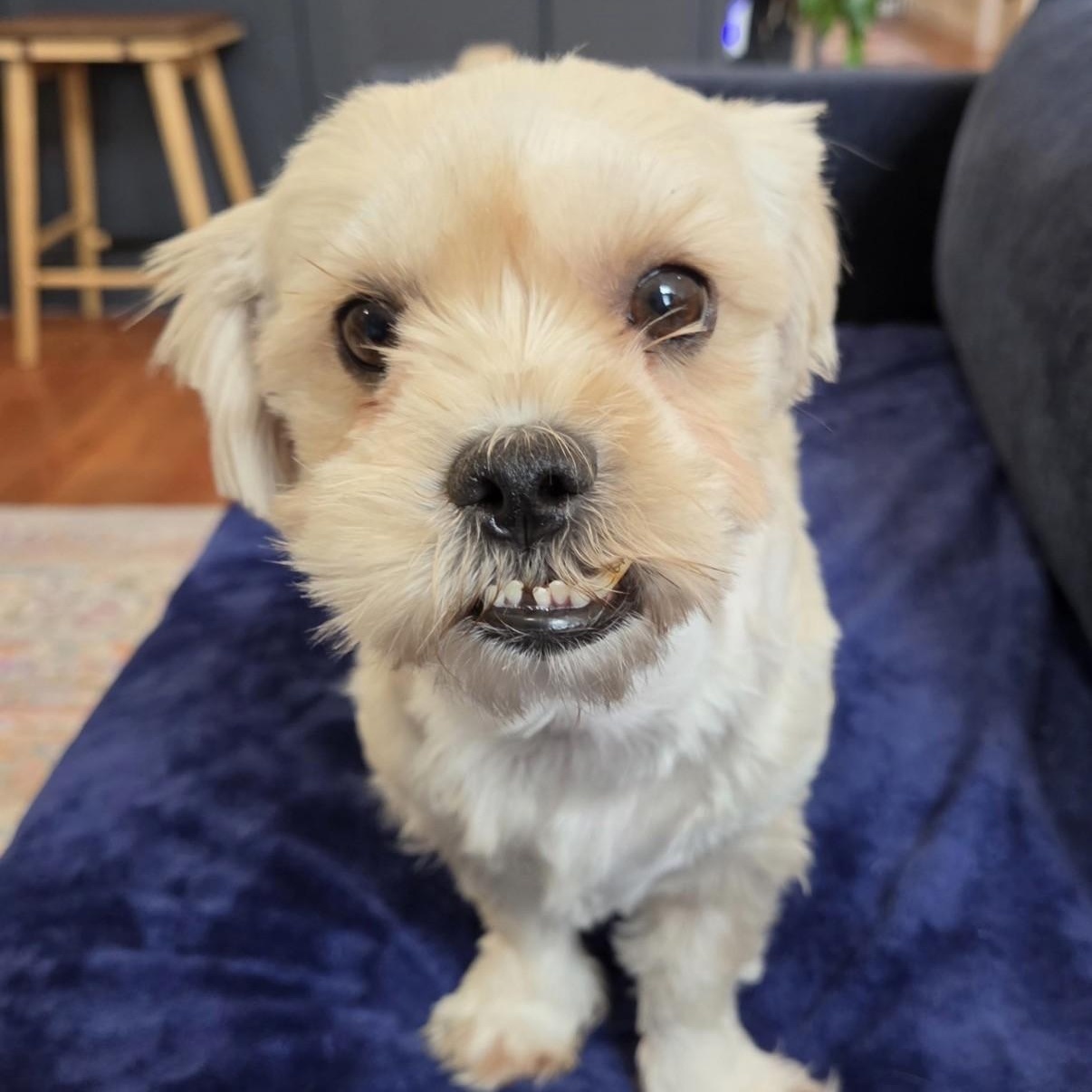 Enlarge Miriam, a ADOPTABLE mixed breed in Boca Raton, FL image 2/6