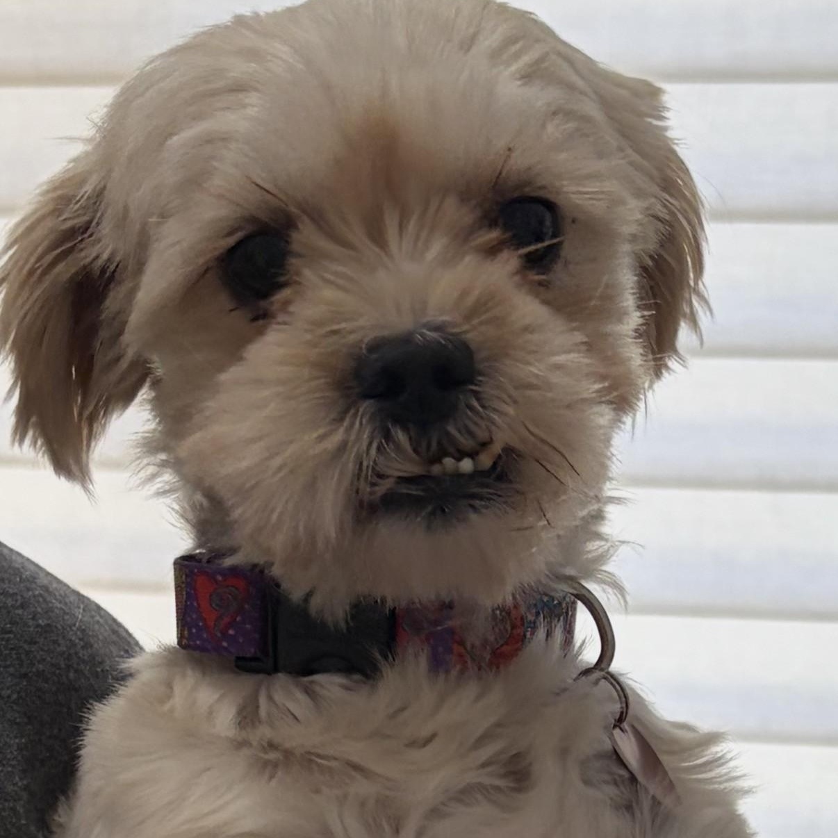 Enlarge Miriam, a ADOPTABLE mixed breed in Boca Raton, FL image 6/6