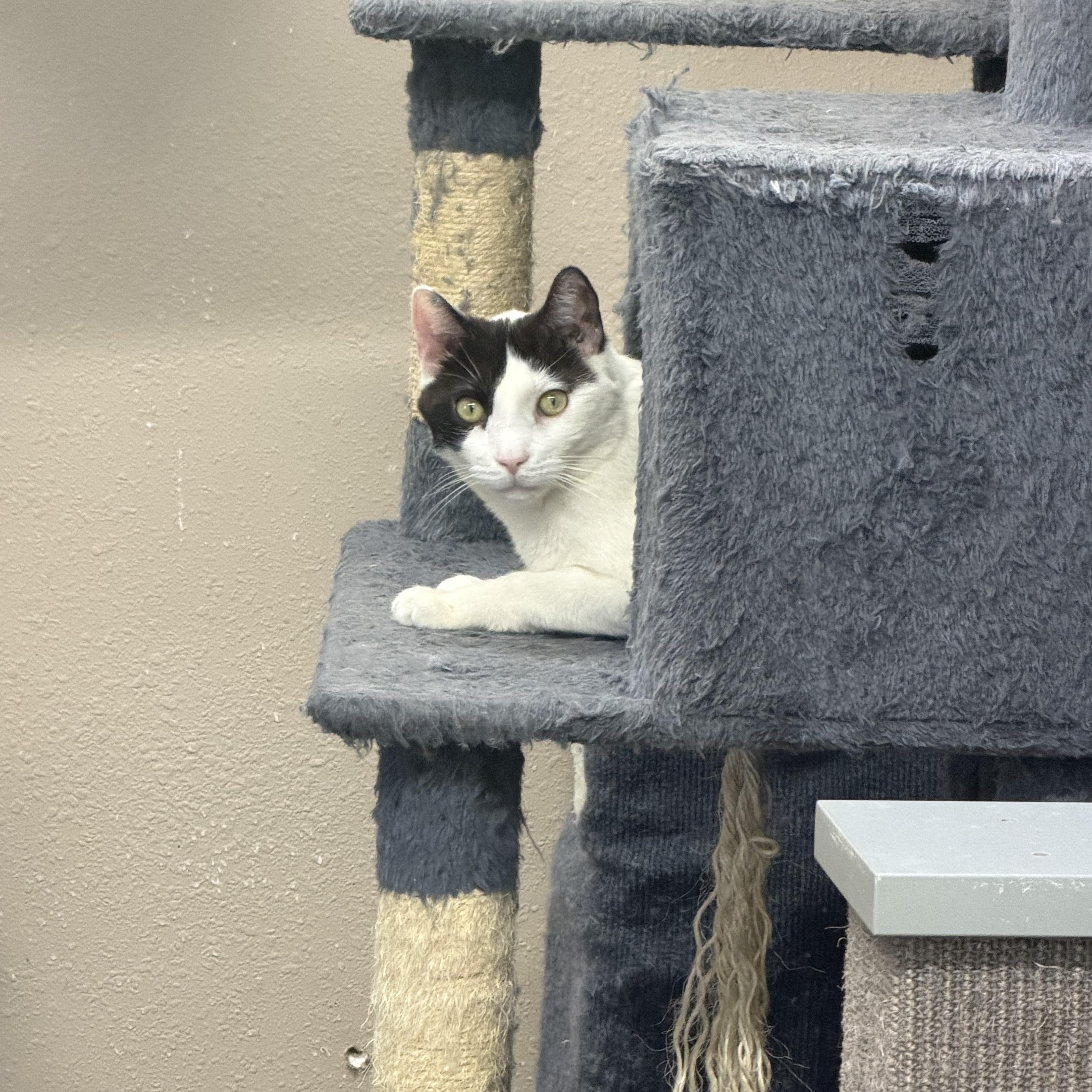 Enlarge Mack, a ADOPTABLE Domestic Short Hair in Mauston, WI image 1/1