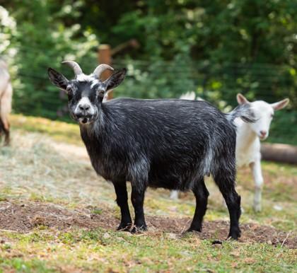 Jill, a Adoptable Goat in Sultan, WA image 1/3