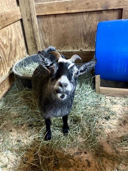 Jill, a Adoptable Goat in Sultan, WA image 2/3